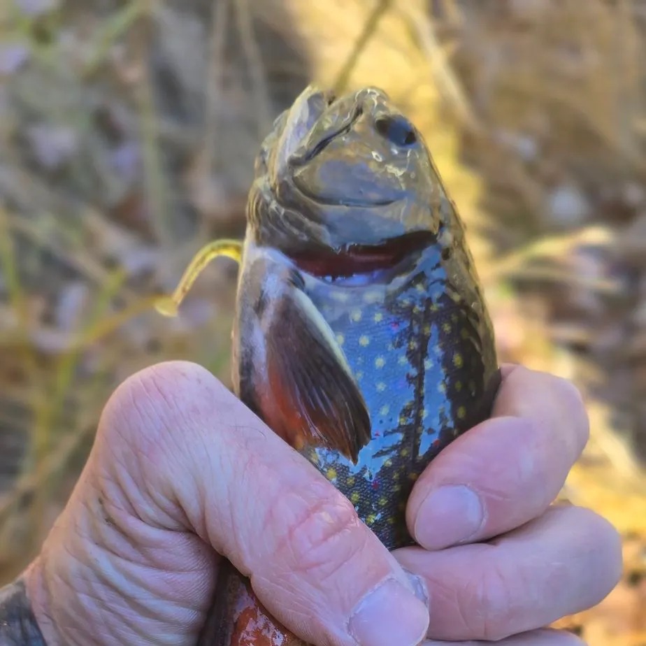Brook trout caught on Fishbrain