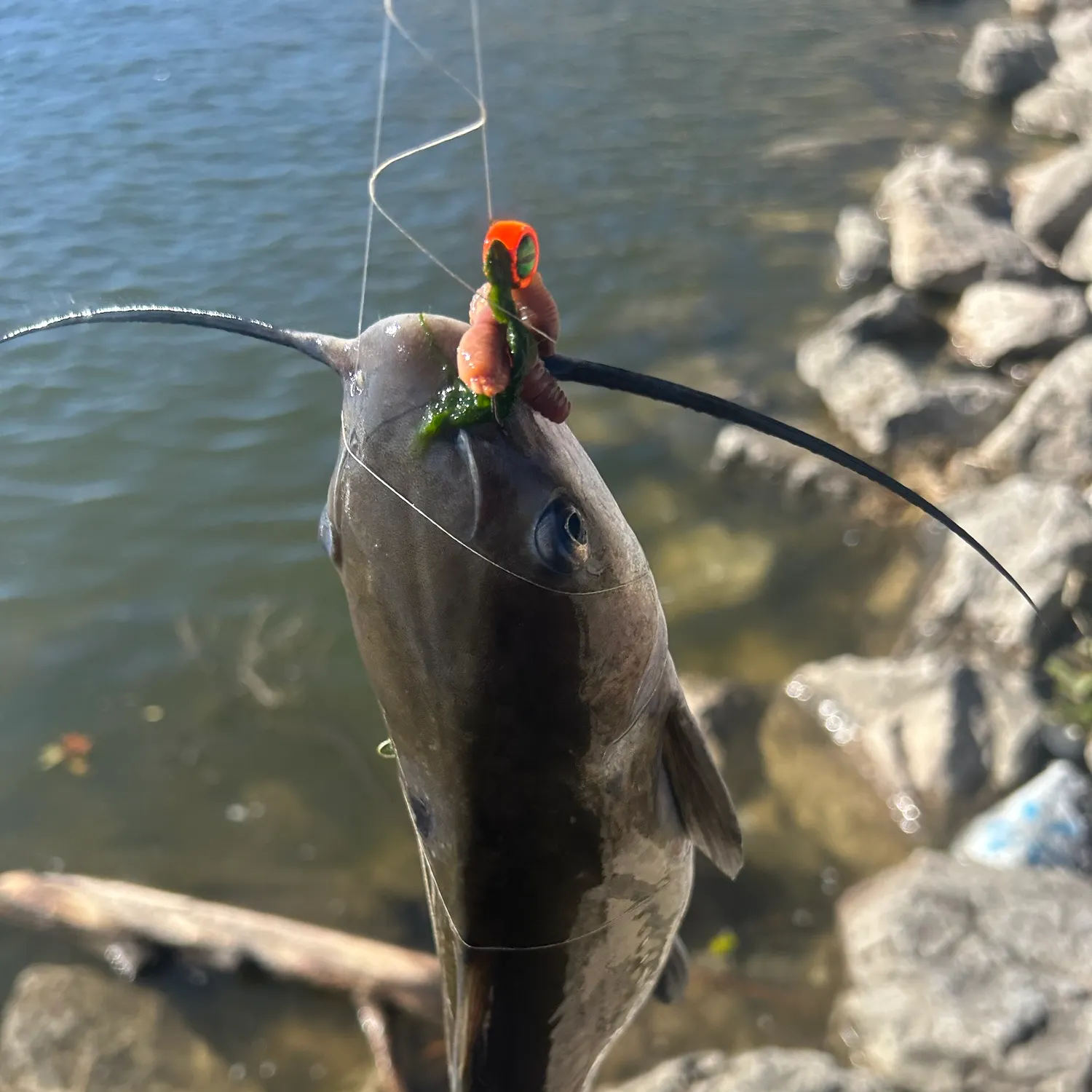 Channel catfish caught on Fishbrain