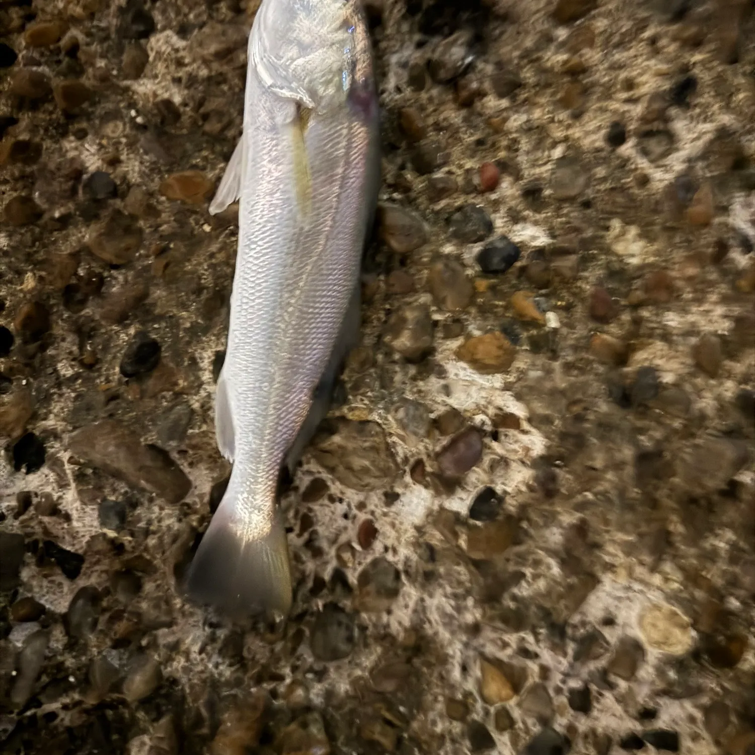 The most recent Sand seatrout catches on Fishbrain