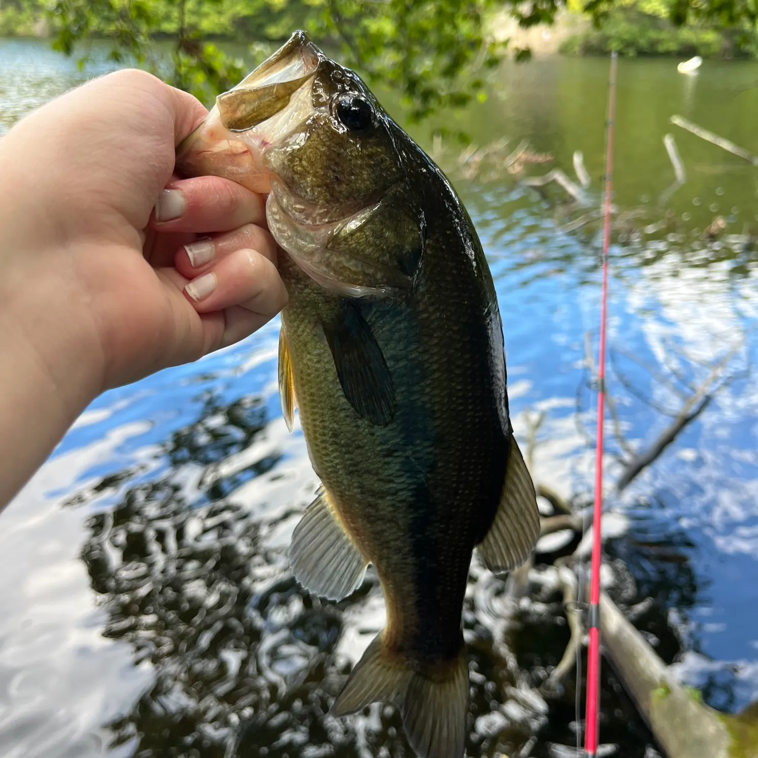 Largemouth bass caught on Fishbrain