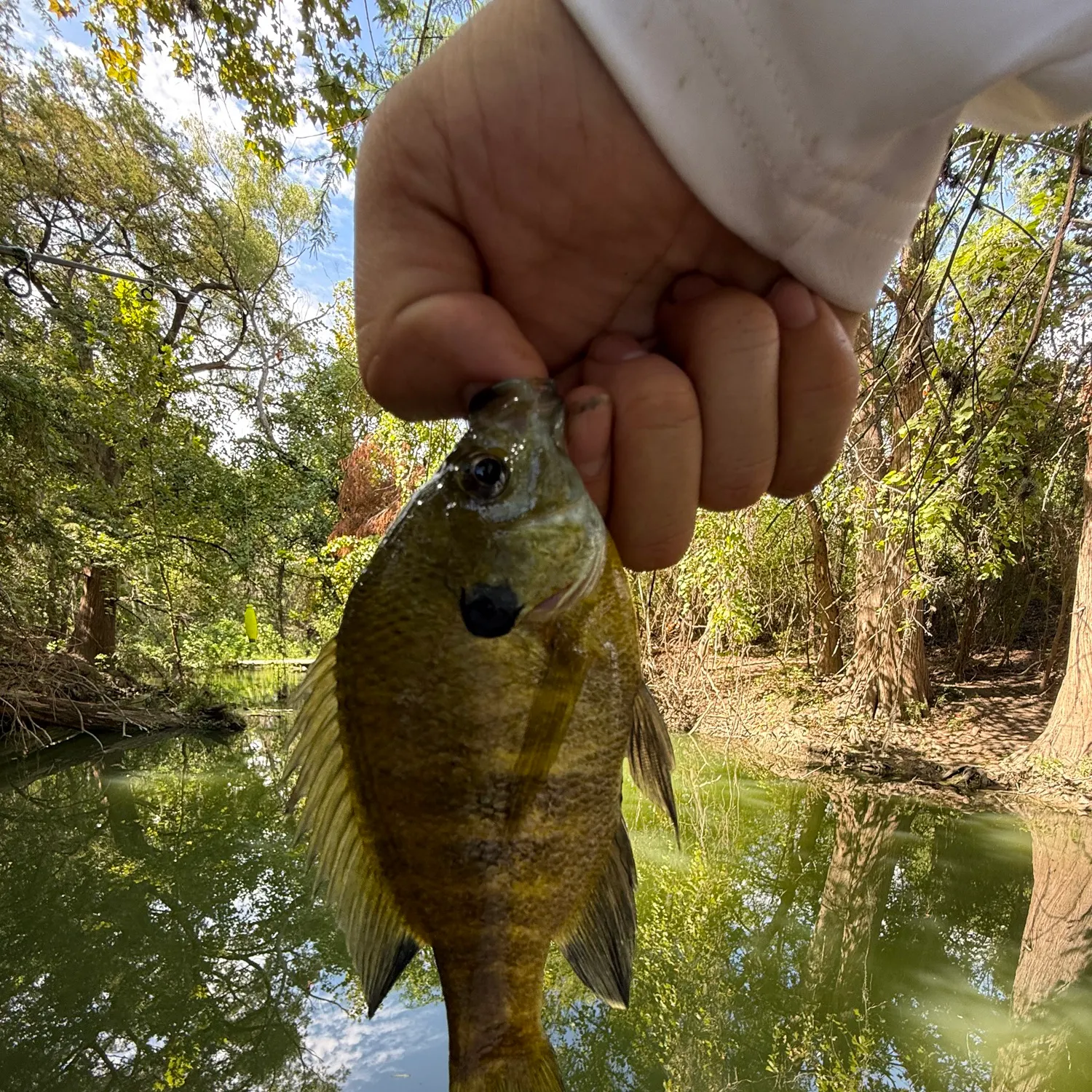Bluegill caught on Fishbrain