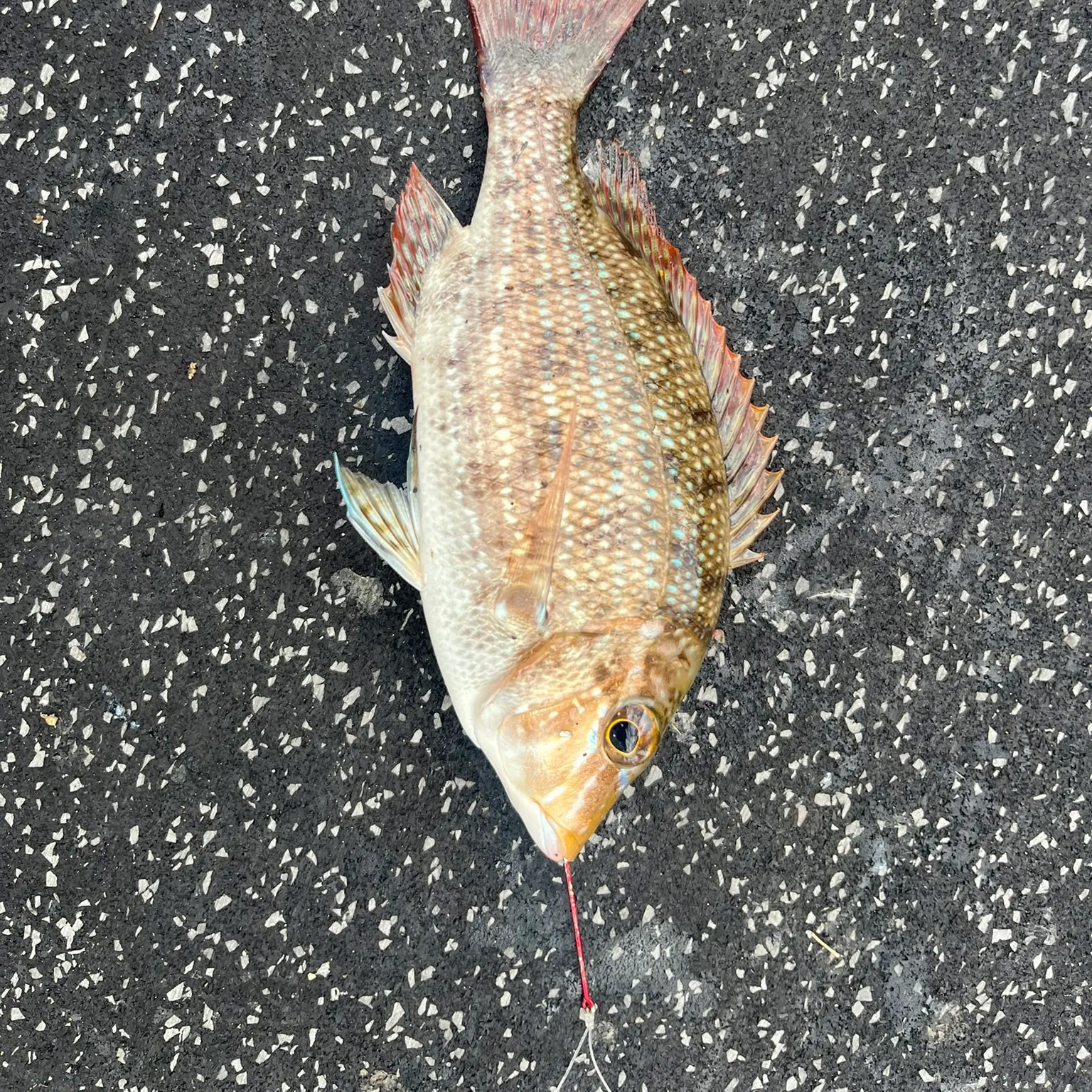 The most recent Spangled emperor catches on Fishbrain