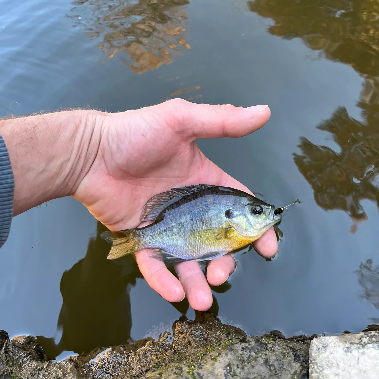 Bluegill caught on Fishbrain