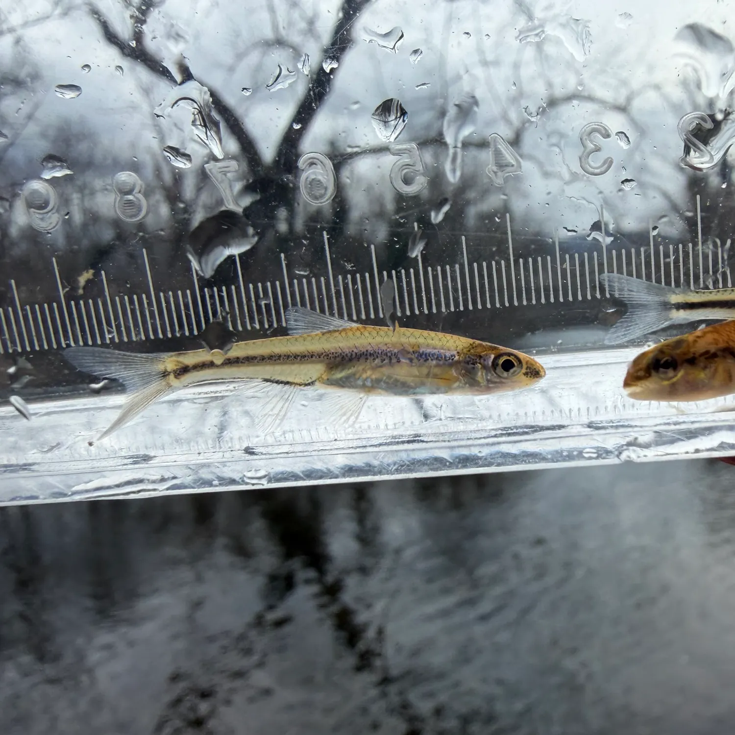 The most recent Rosefin shiner catches on Fishbrain