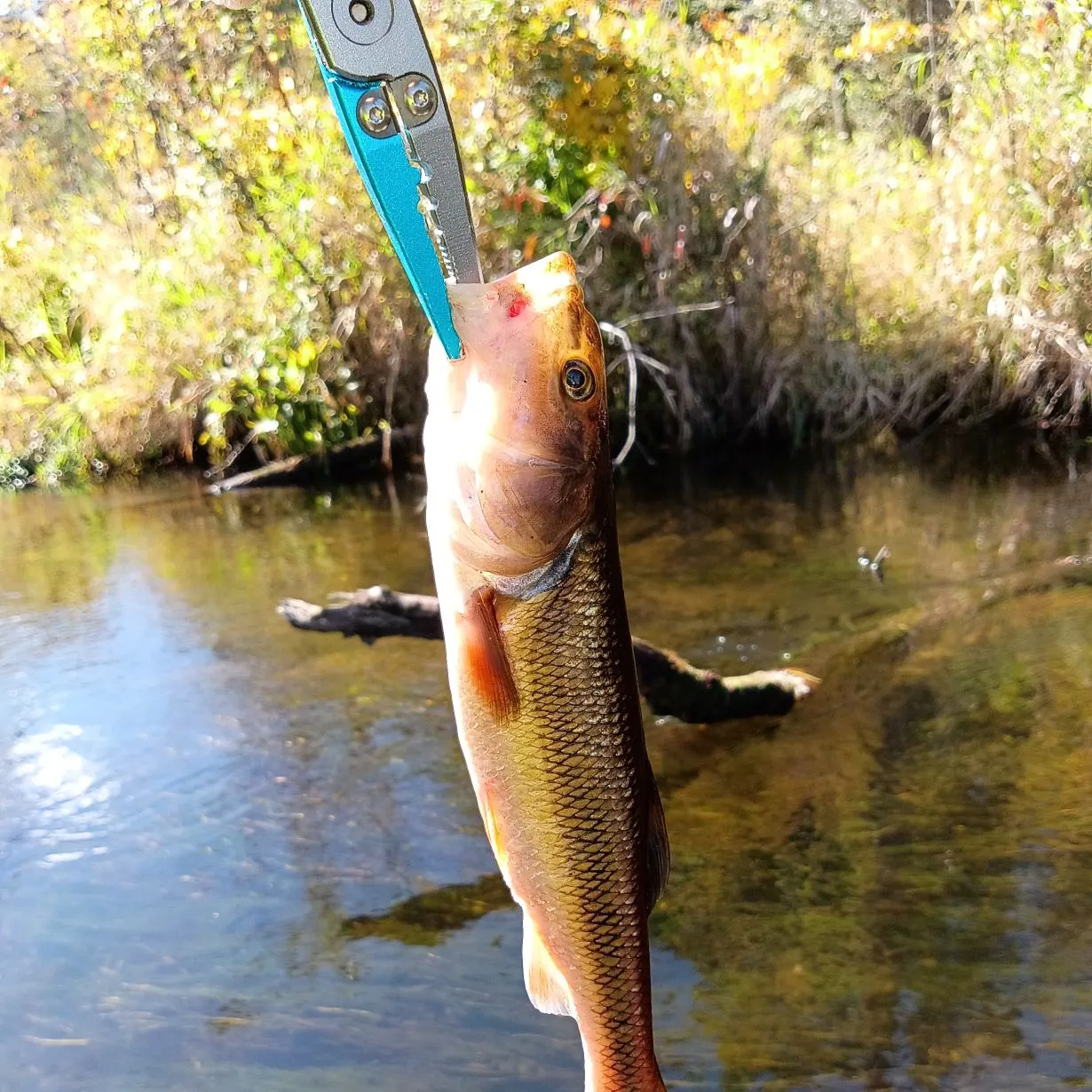 Creek chub caught on Fishbrain