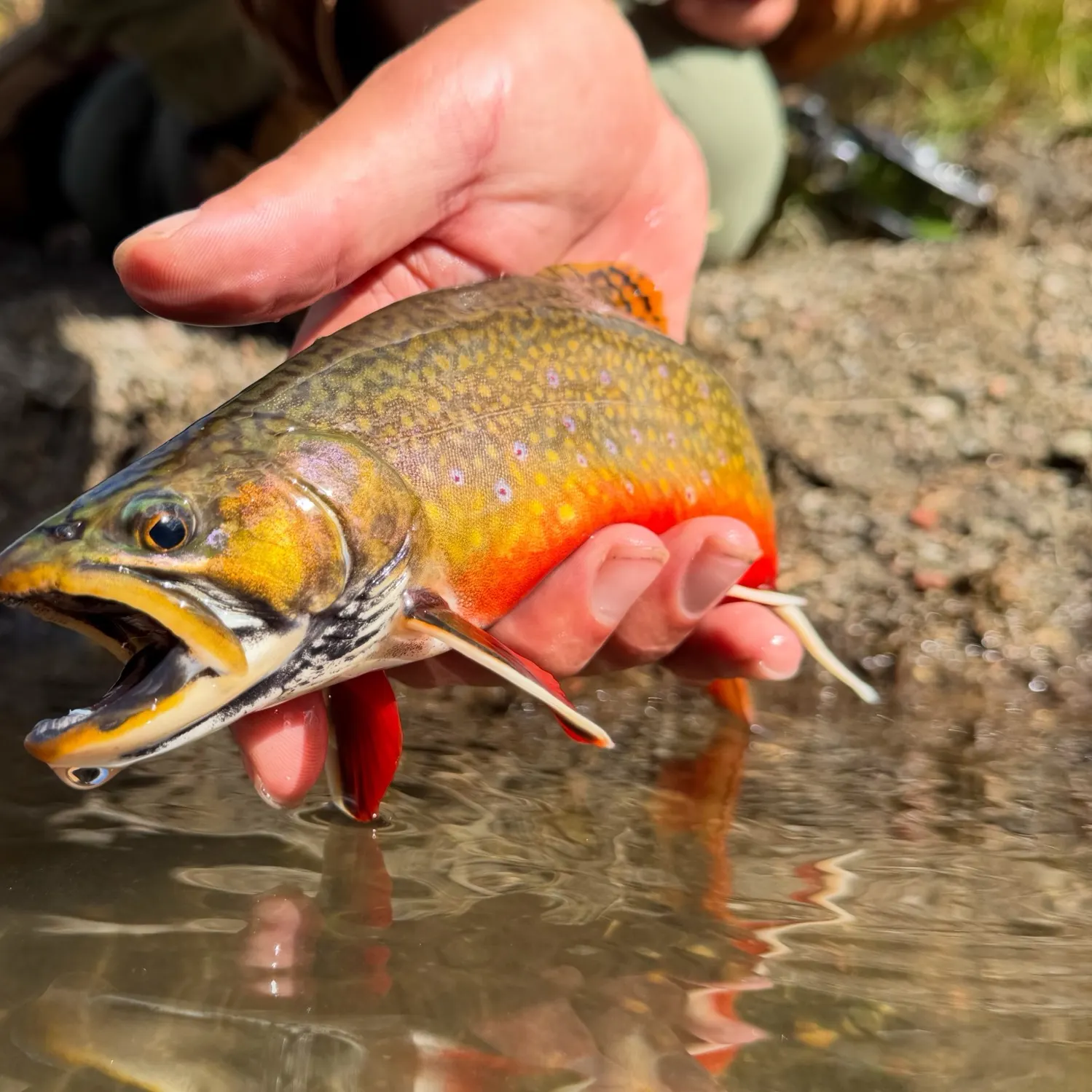Brook trout caught on Fishbrain
