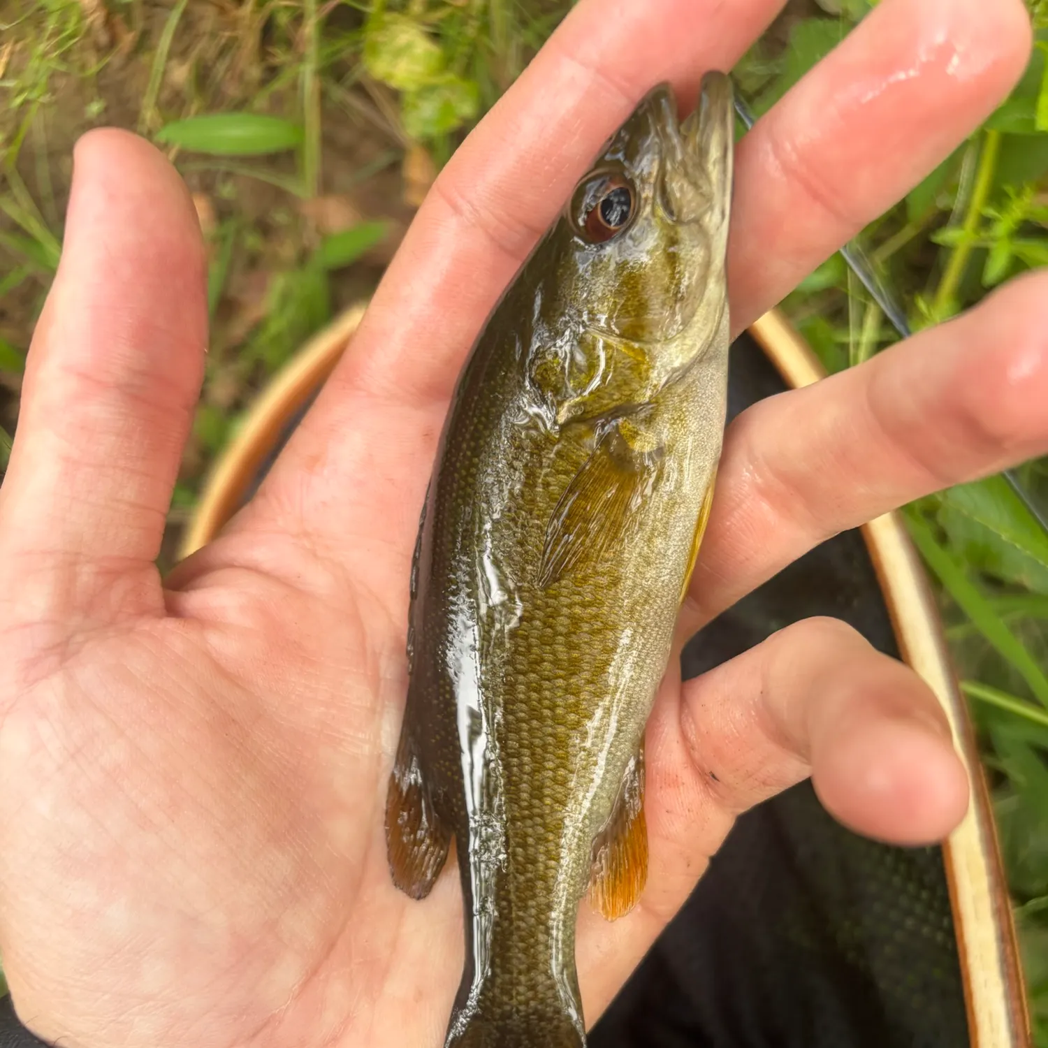 Smallmouth bass caught on Fishbrain