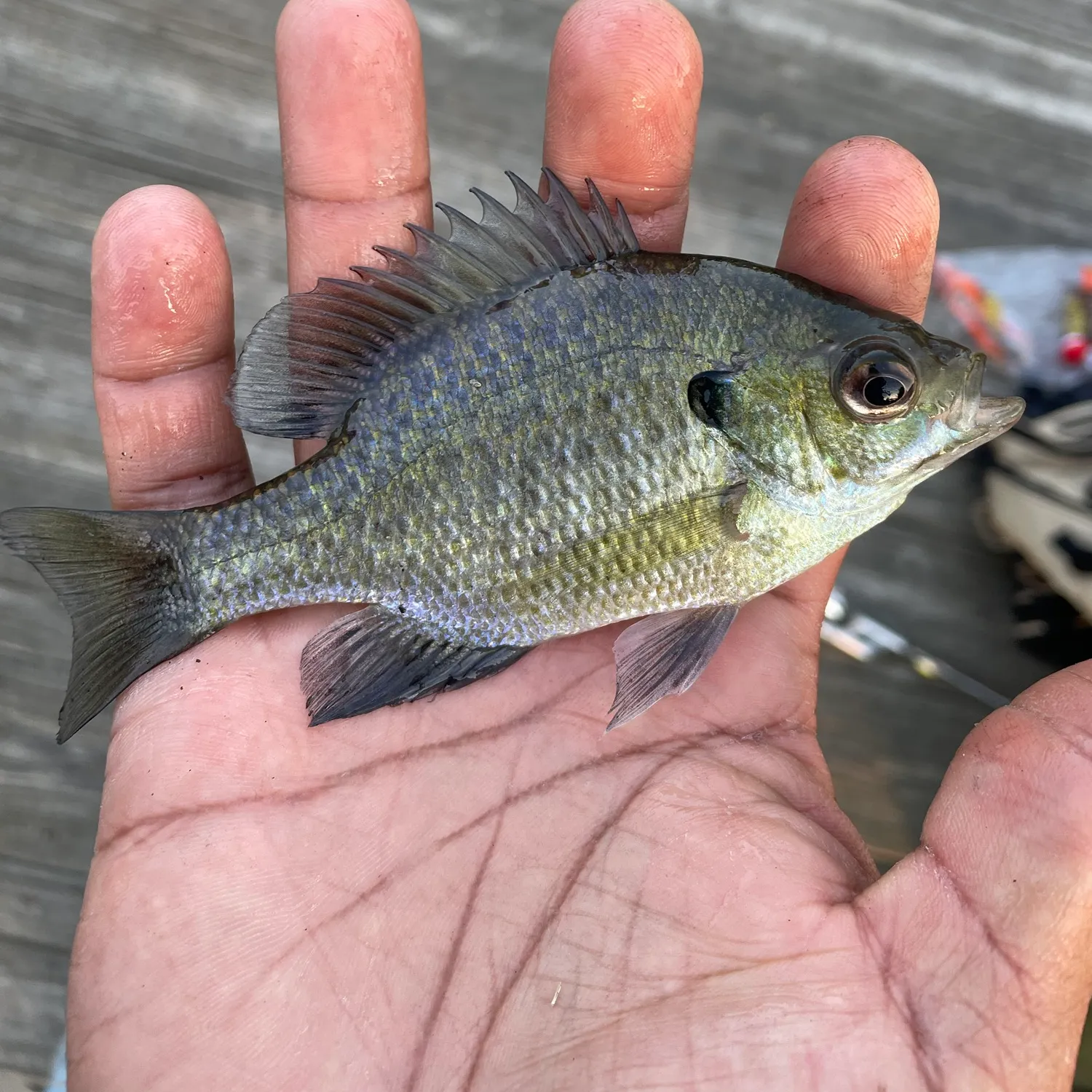 Bluegill caught on Fishbrain