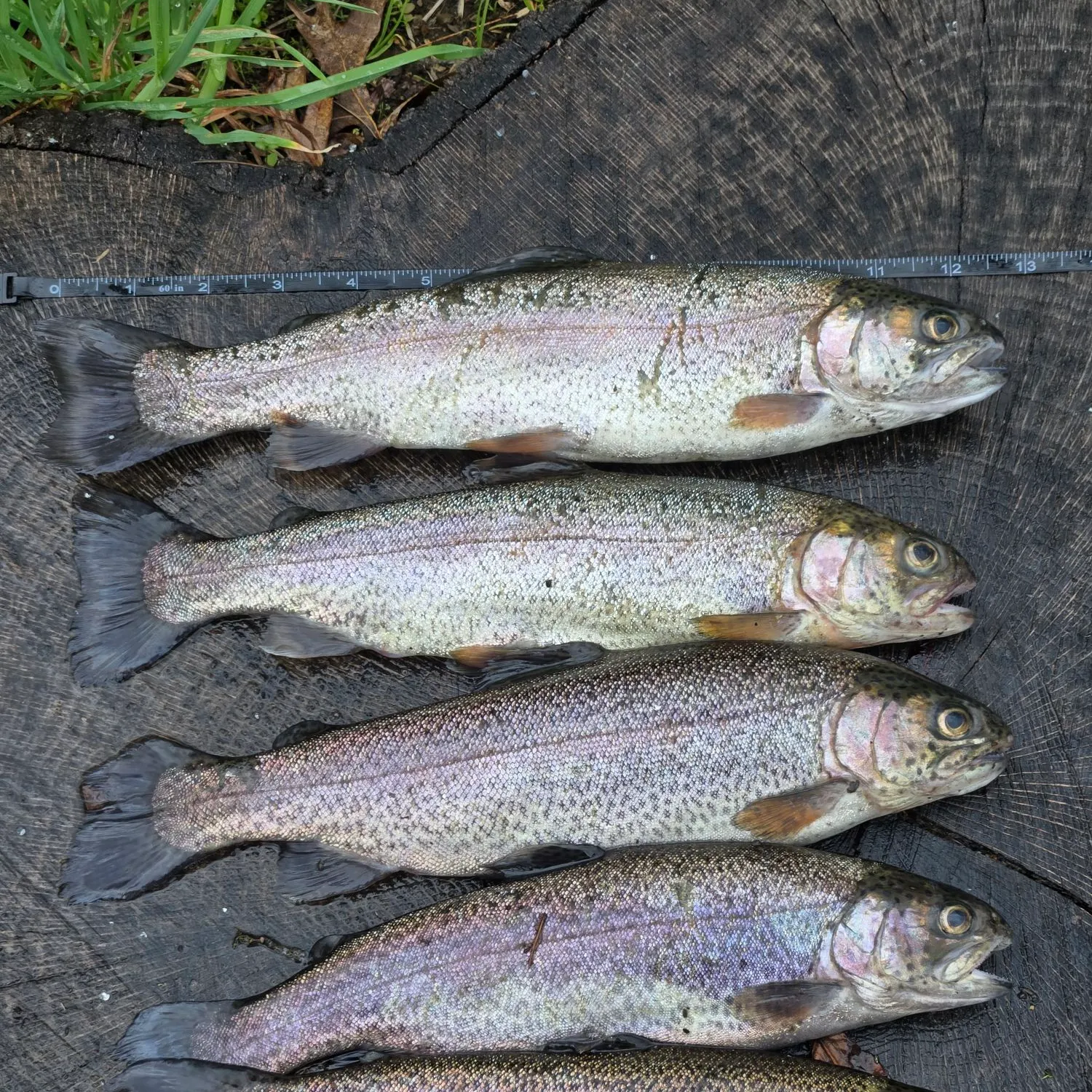 recently logged catches