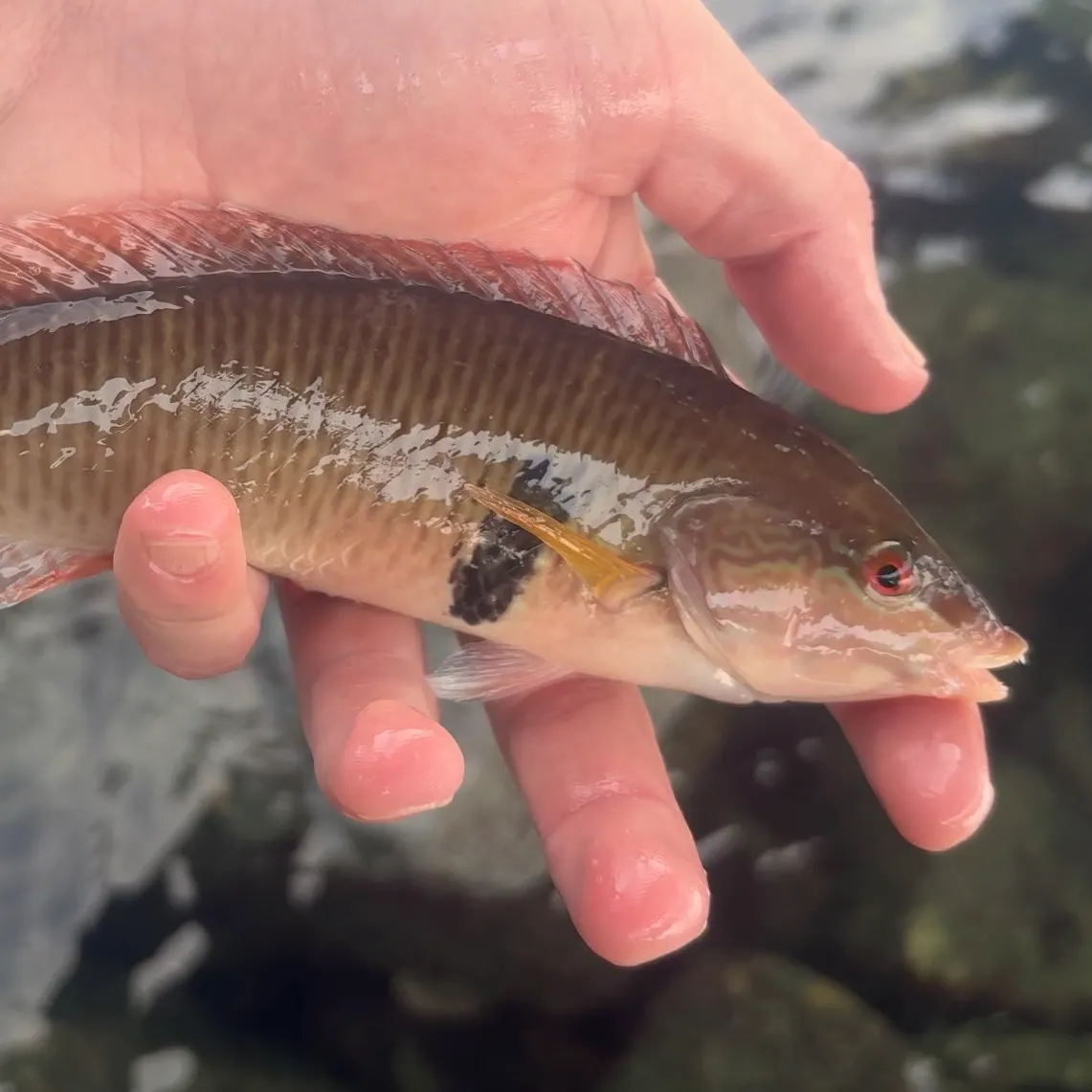 The most recent Rock wrasse catches on Fishbrain