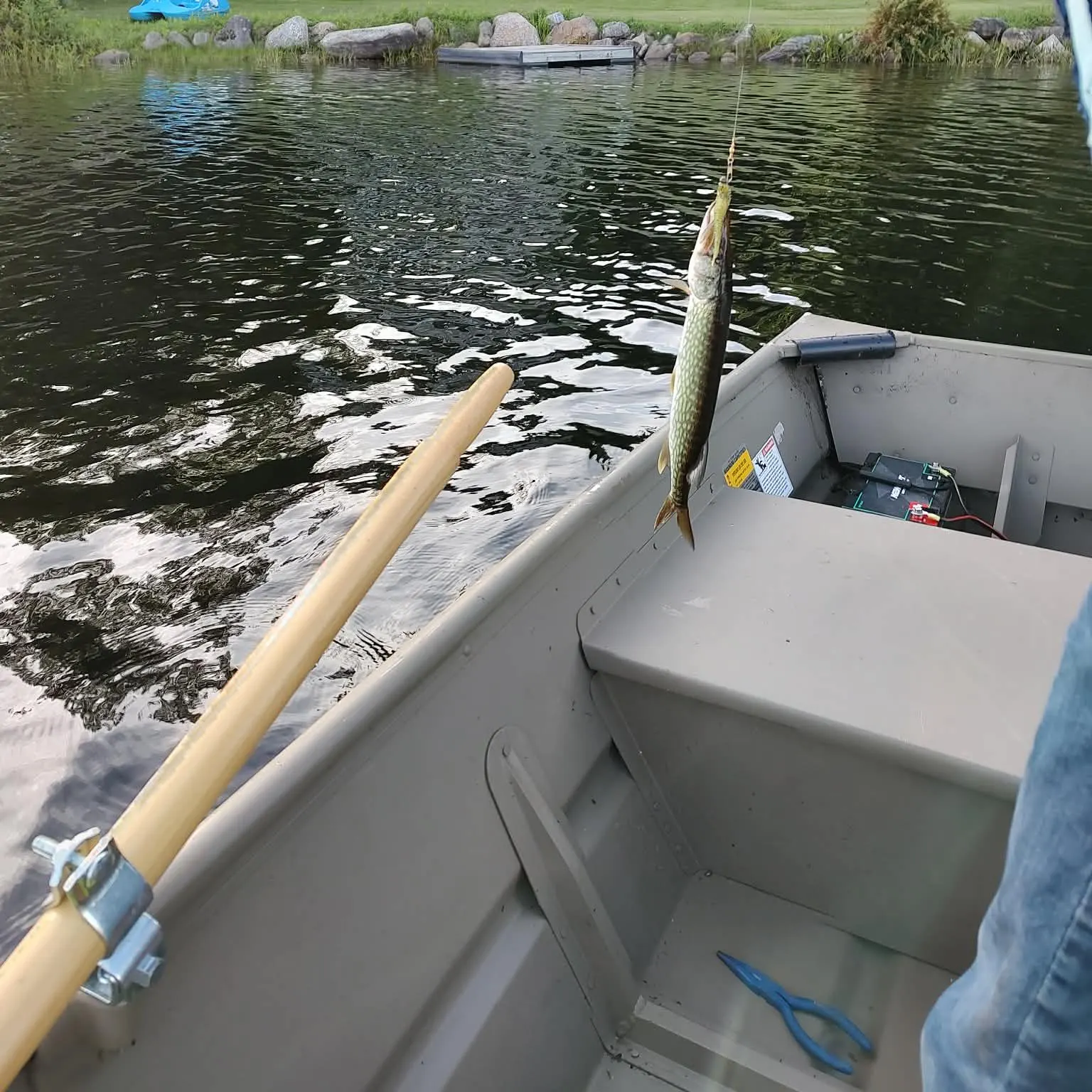 Chain pickerel caught on Fishbrain