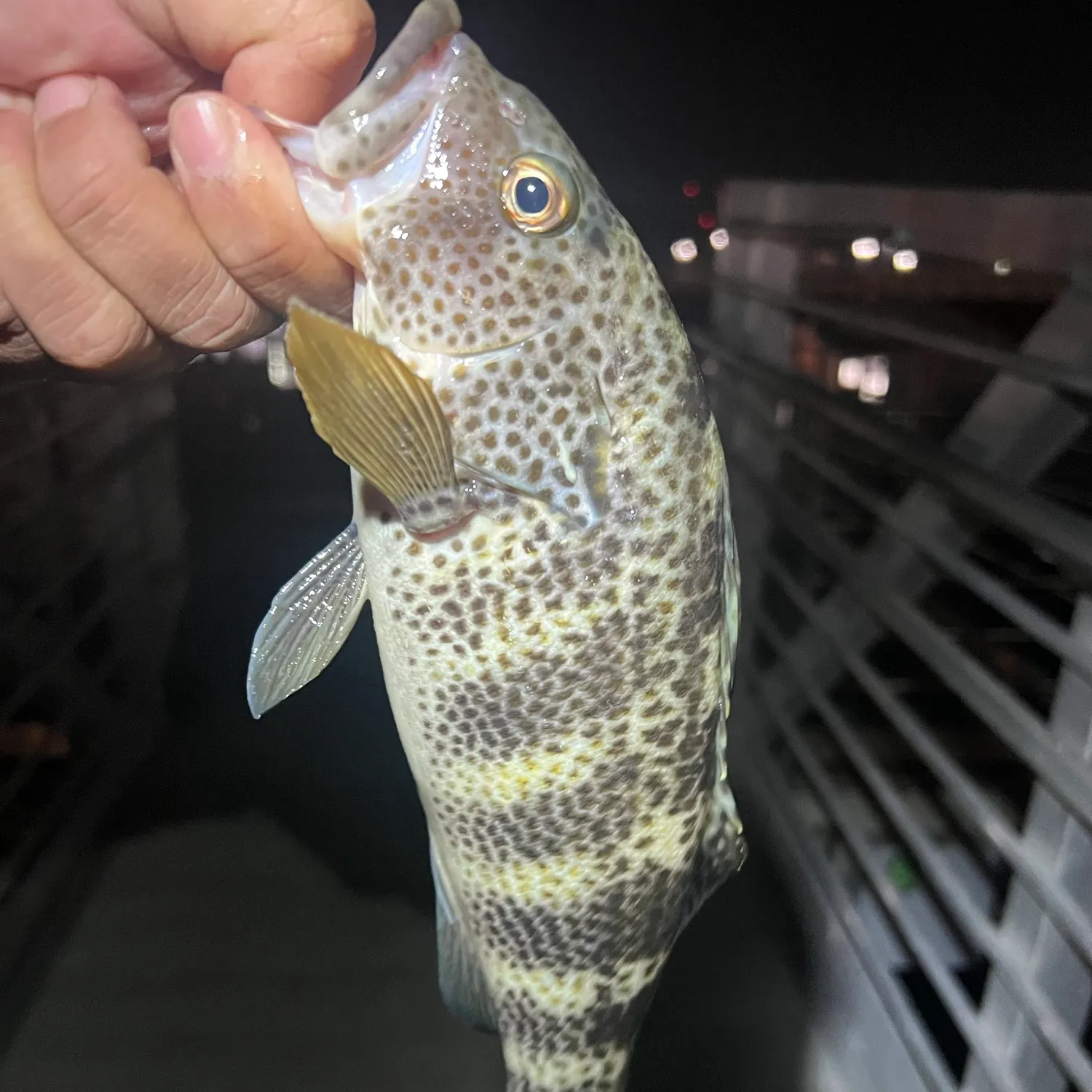 Spotted sand bass caught on Fishbrain
