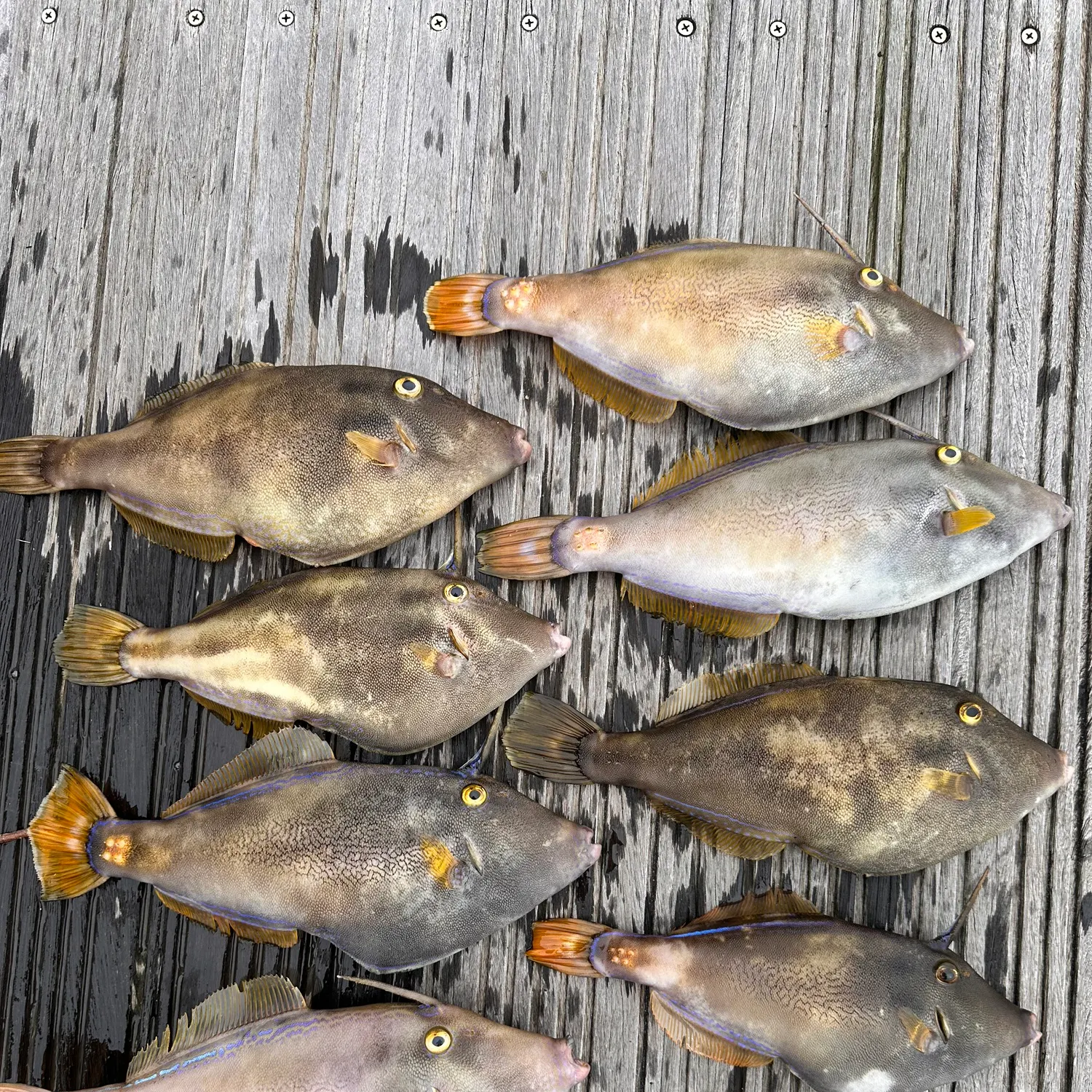 recently logged catches