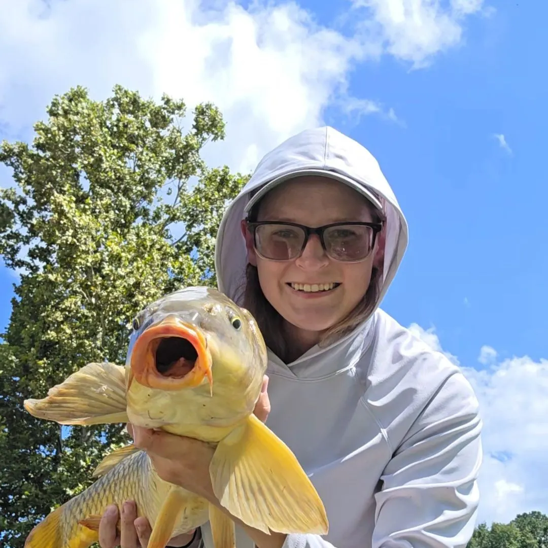 Common carp caught on Fishbrain