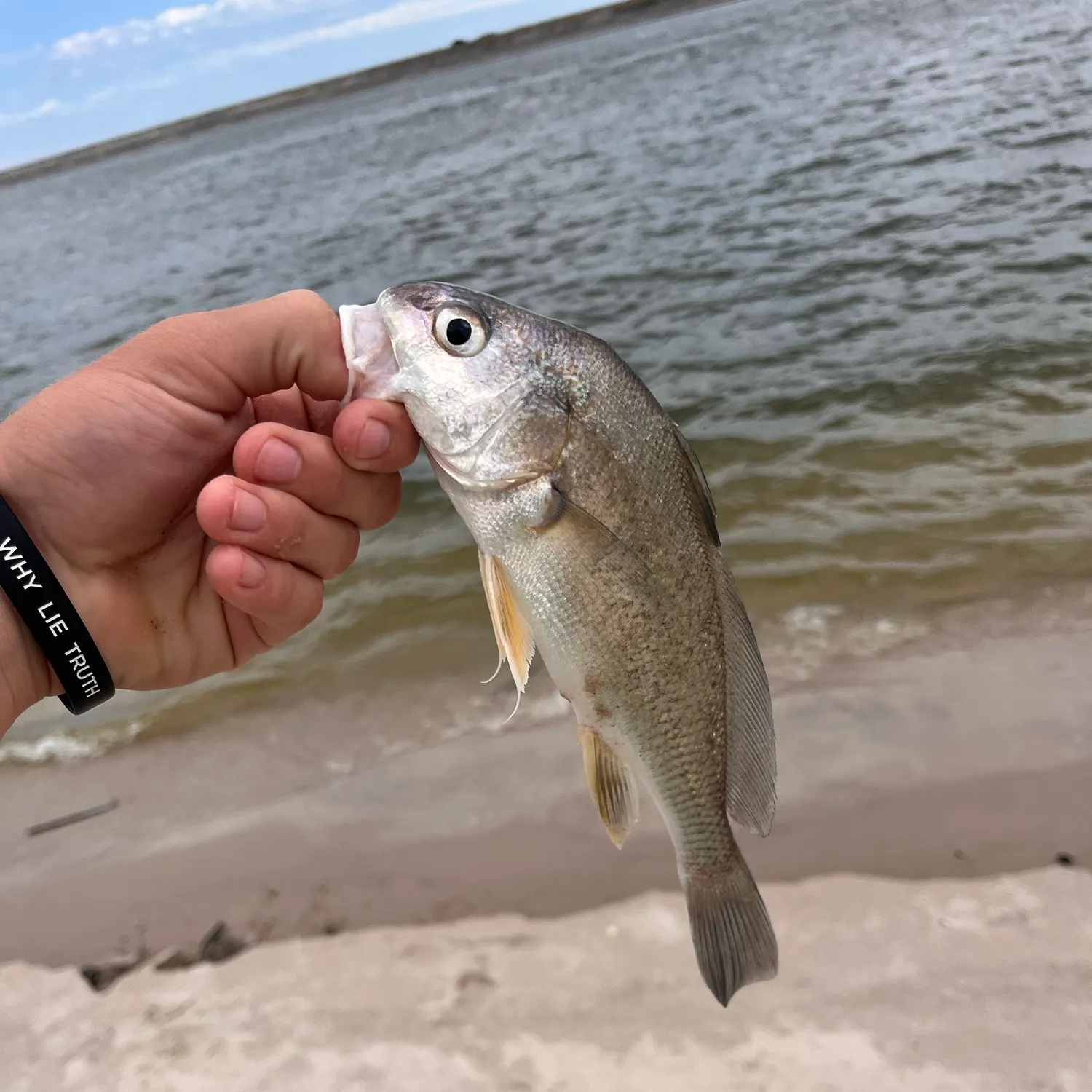 Freshwater drum caught on Fishbrain