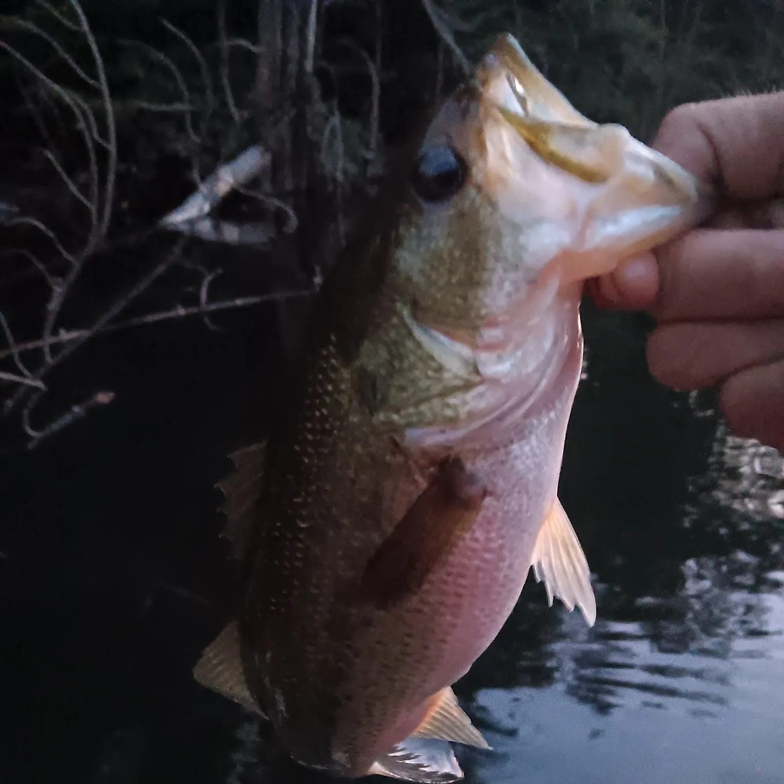 Largemouth bass caught on Fishbrain