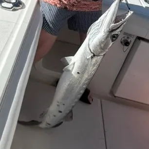 The most recent Great barracuda catches on Fishbrain