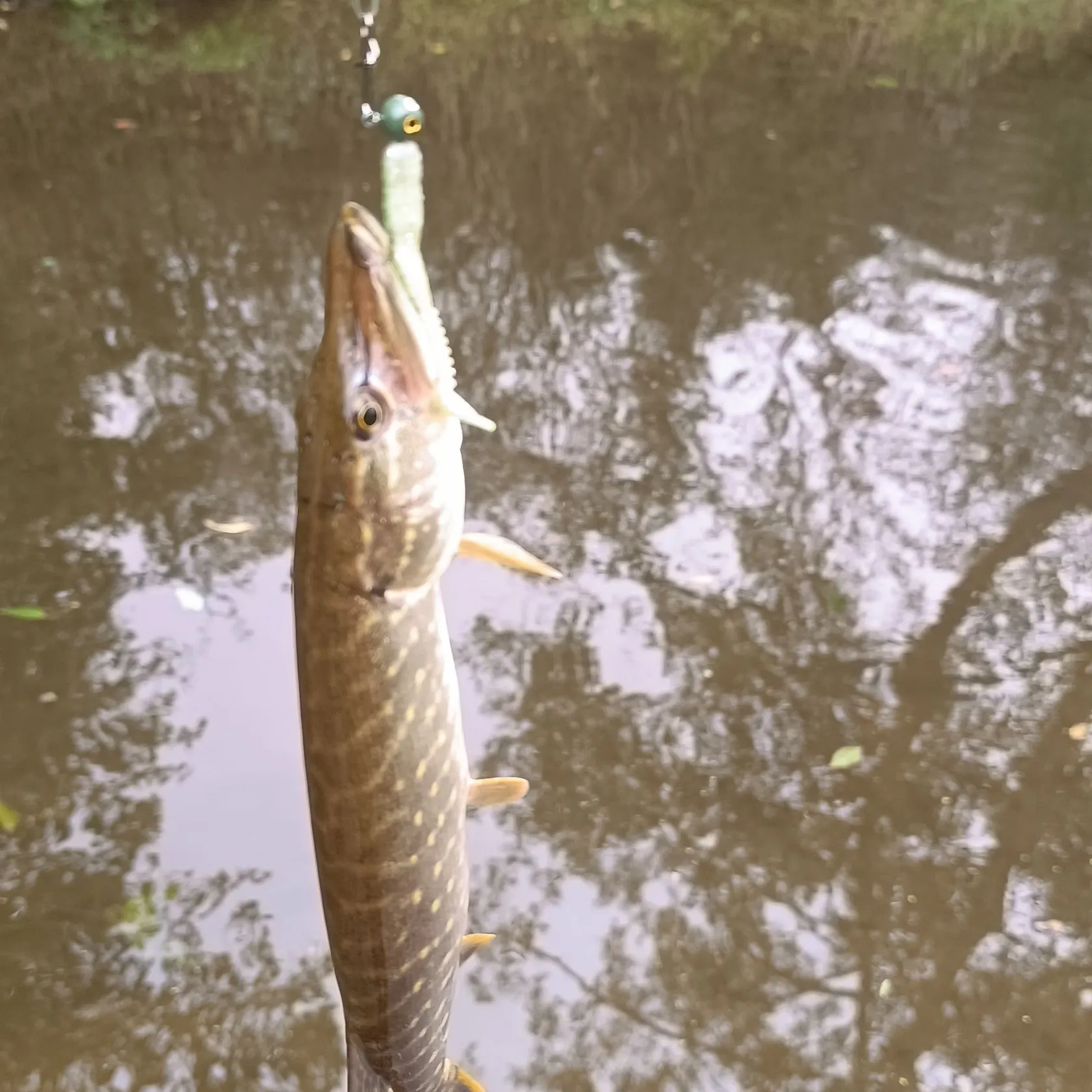 Northern pike caught on Fishbrain