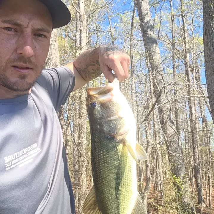 Largemouth bass caught on Fishbrain