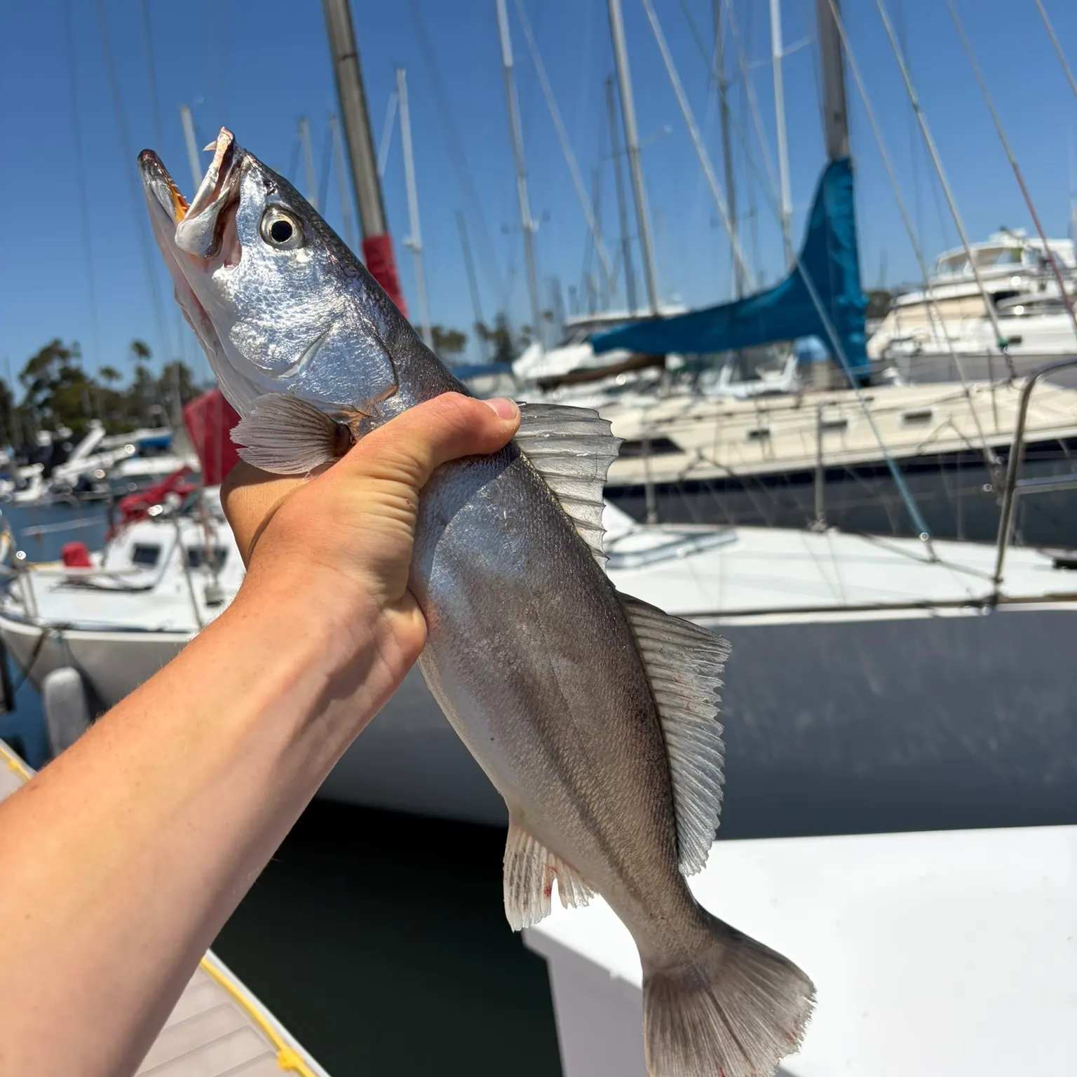 The most recent Shortfin corvina catches on Fishbrain
