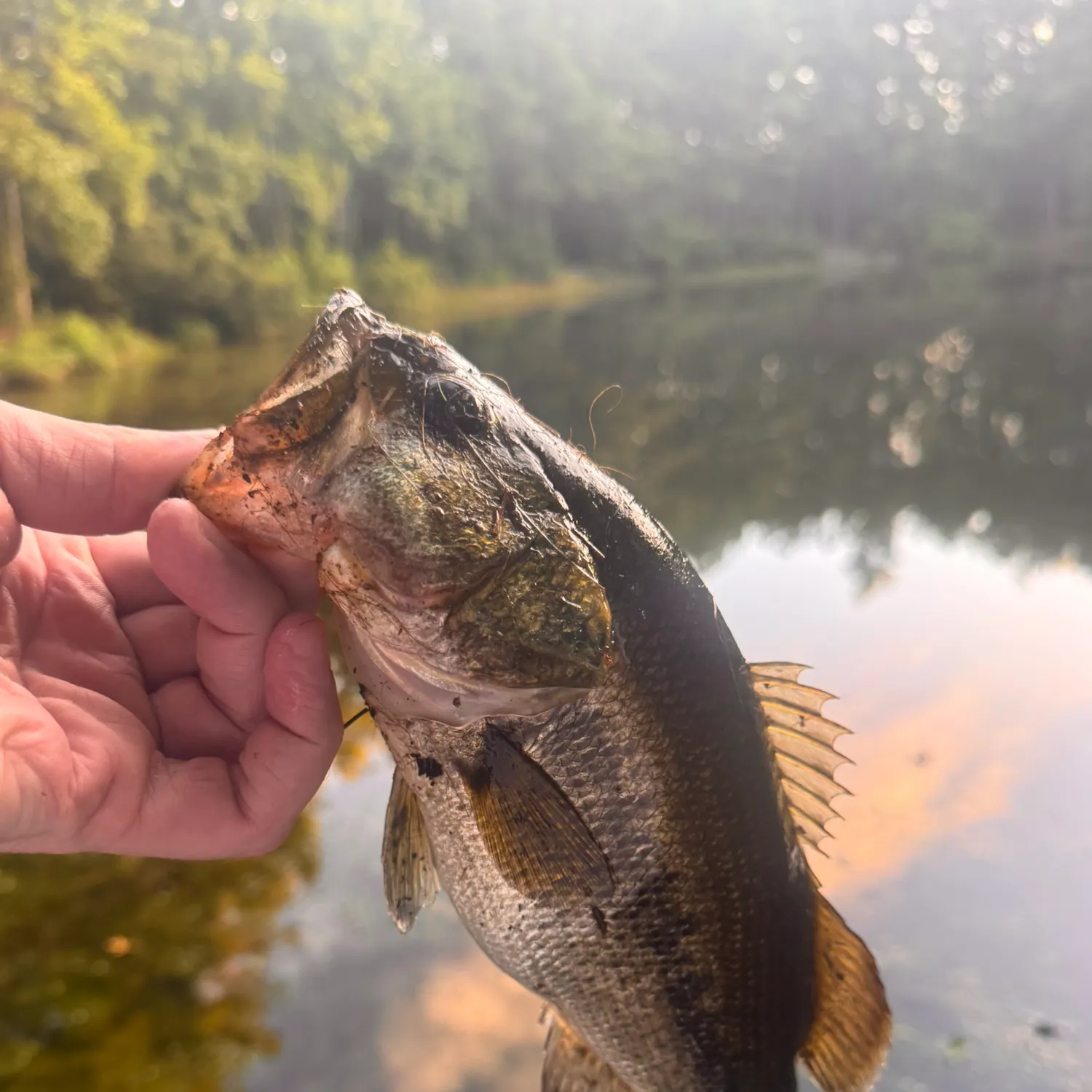 Largemouth bass caught on Fishbrain