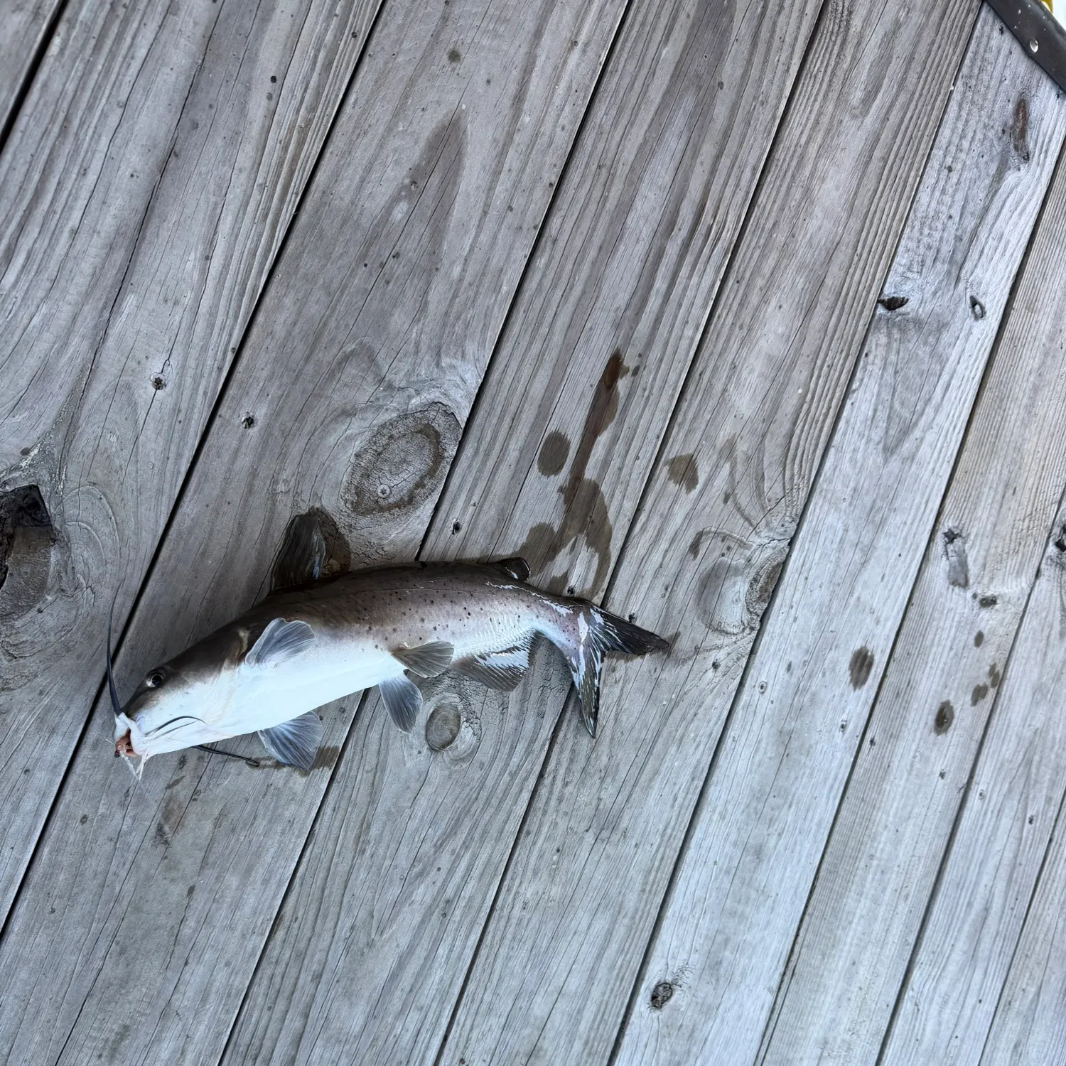 Channel catfish caught on Fishbrain