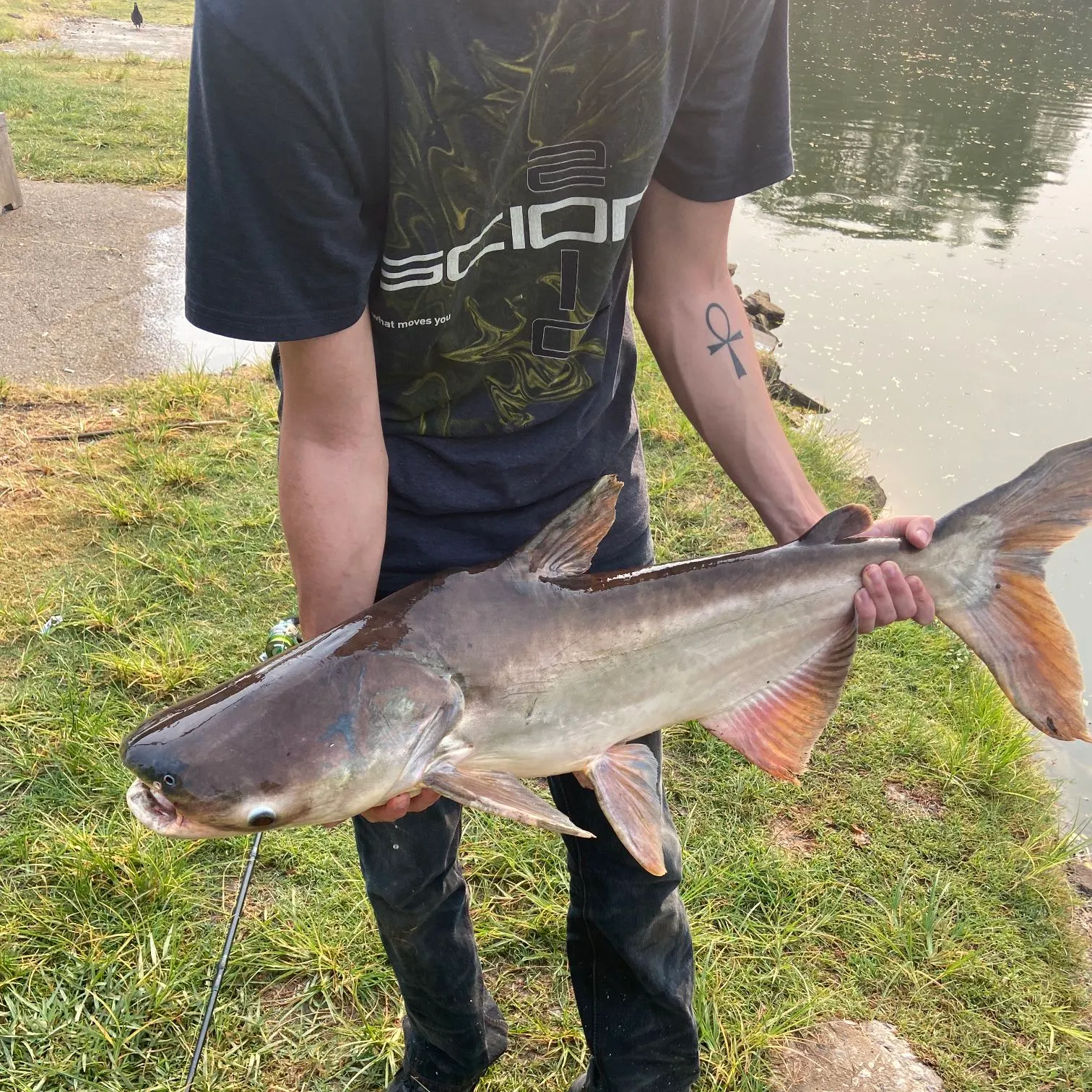 The most recent Mekong giant catfish catches on Fishbrain