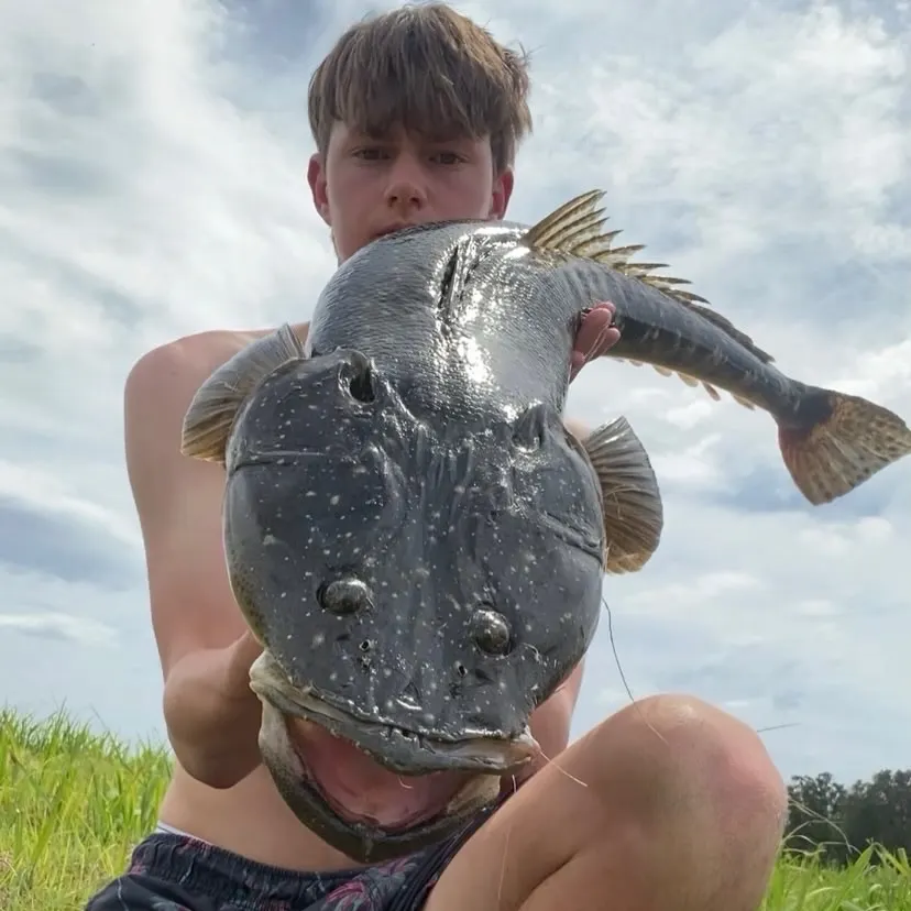 Dusky flathead caught on Fishbrain