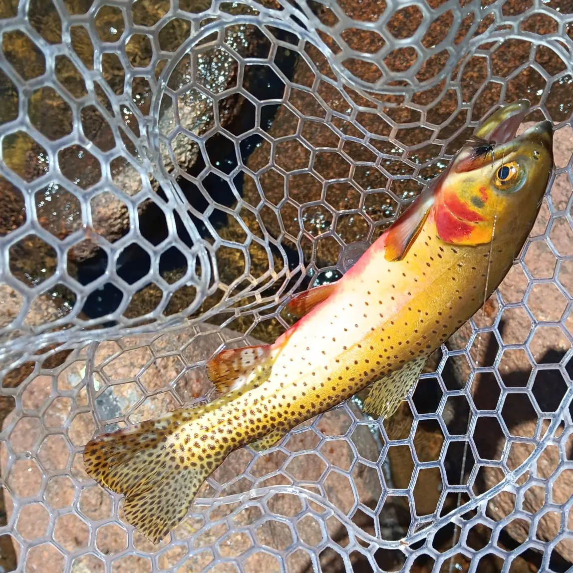Cutthroat trout caught on Fishbrain
