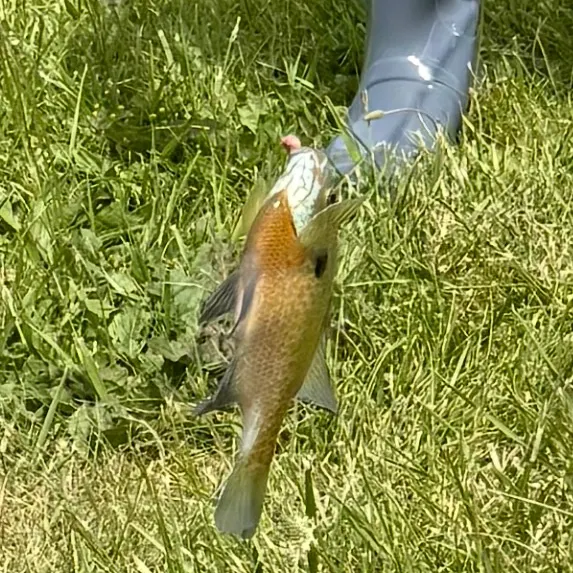 Bluegill caught on Fishbrain