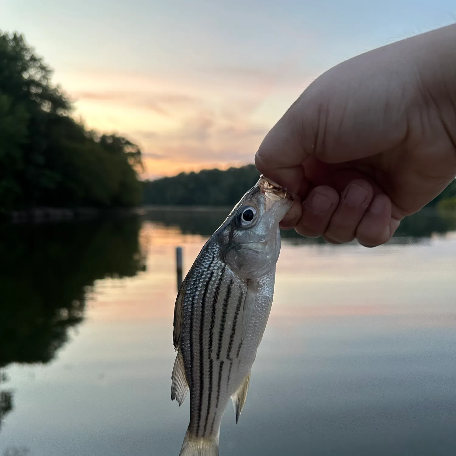 Yellow bass caught on Fishbrain
