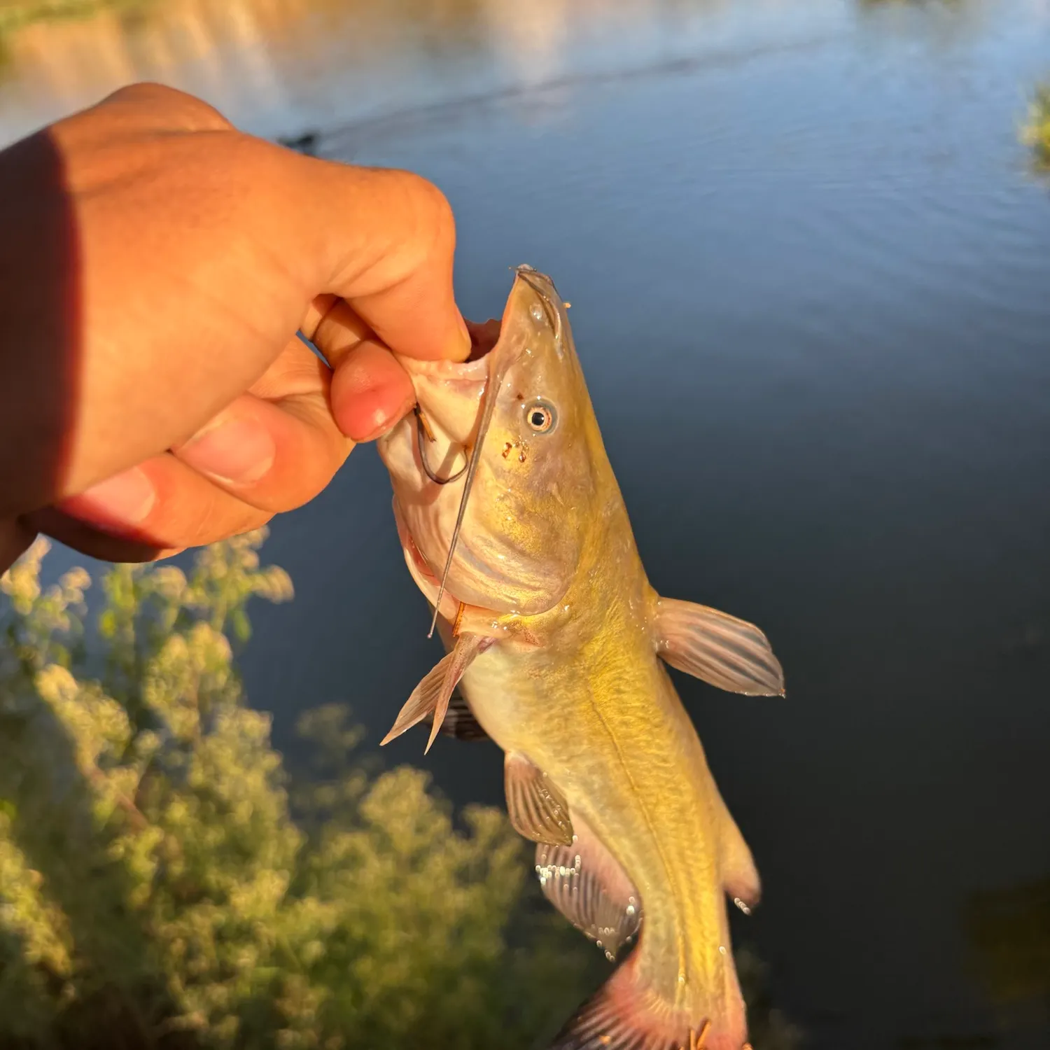 Black bullhead caught on Fishbrain
