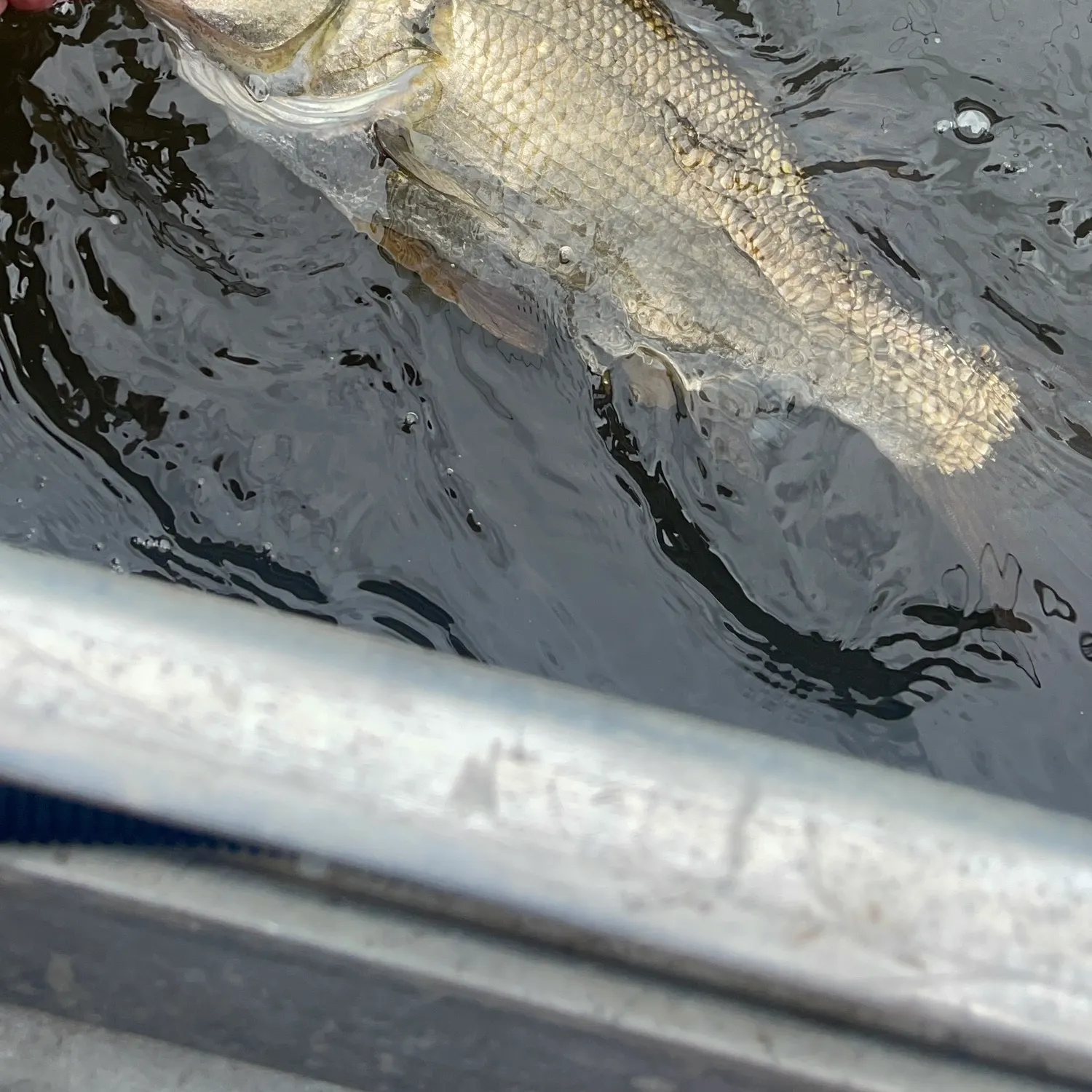 The most recent Estuary perch catches on Fishbrain