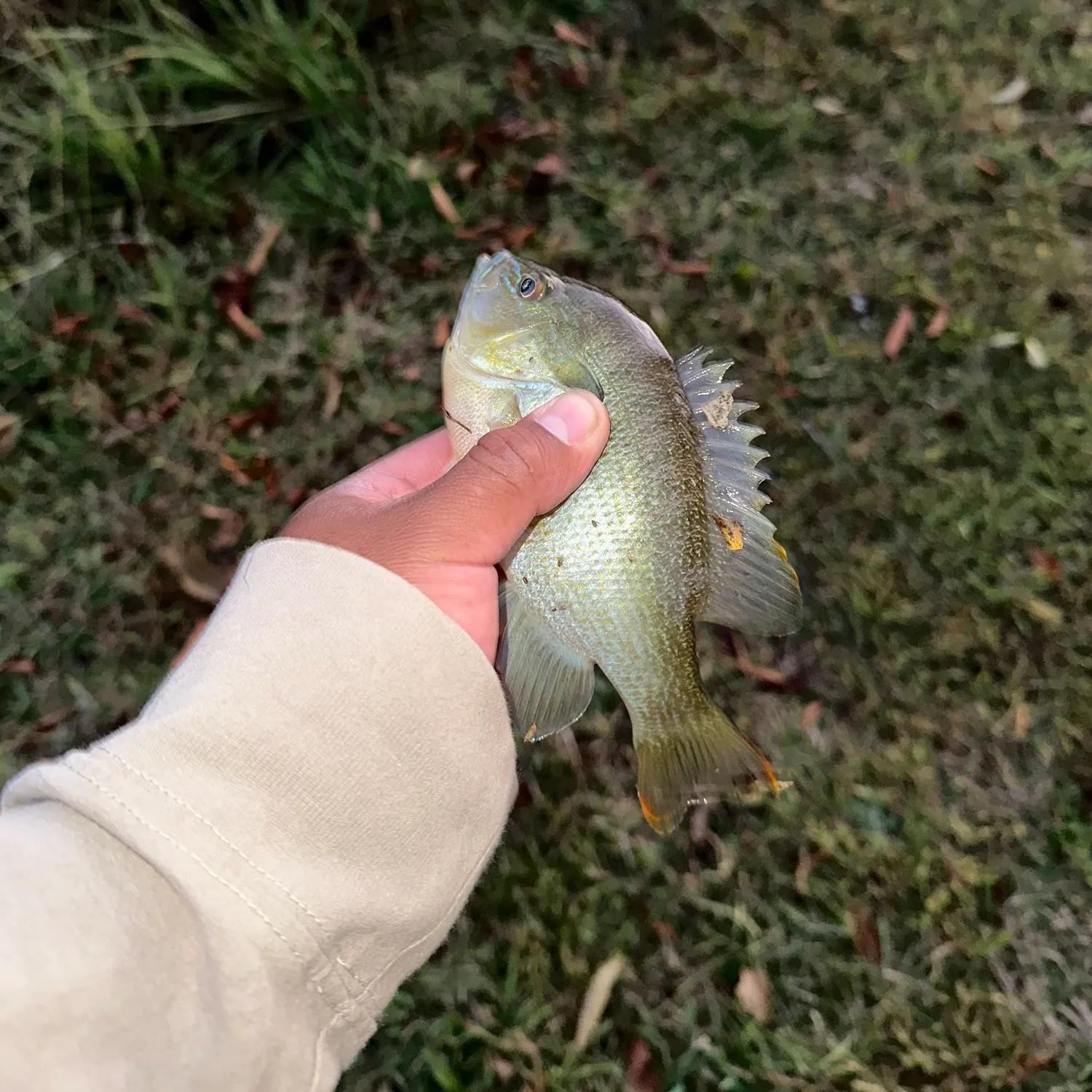 Green sunfish caught on Fishbrain