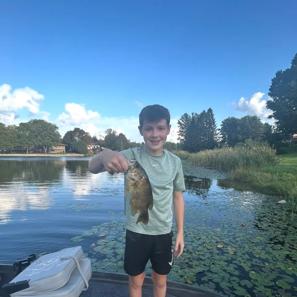 Rock bass caught on Fishbrain