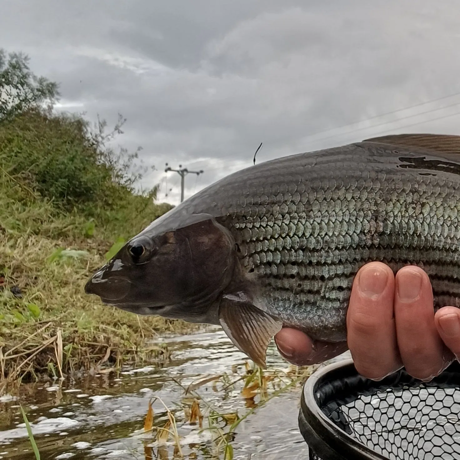 European grayling caught on Fishbrain