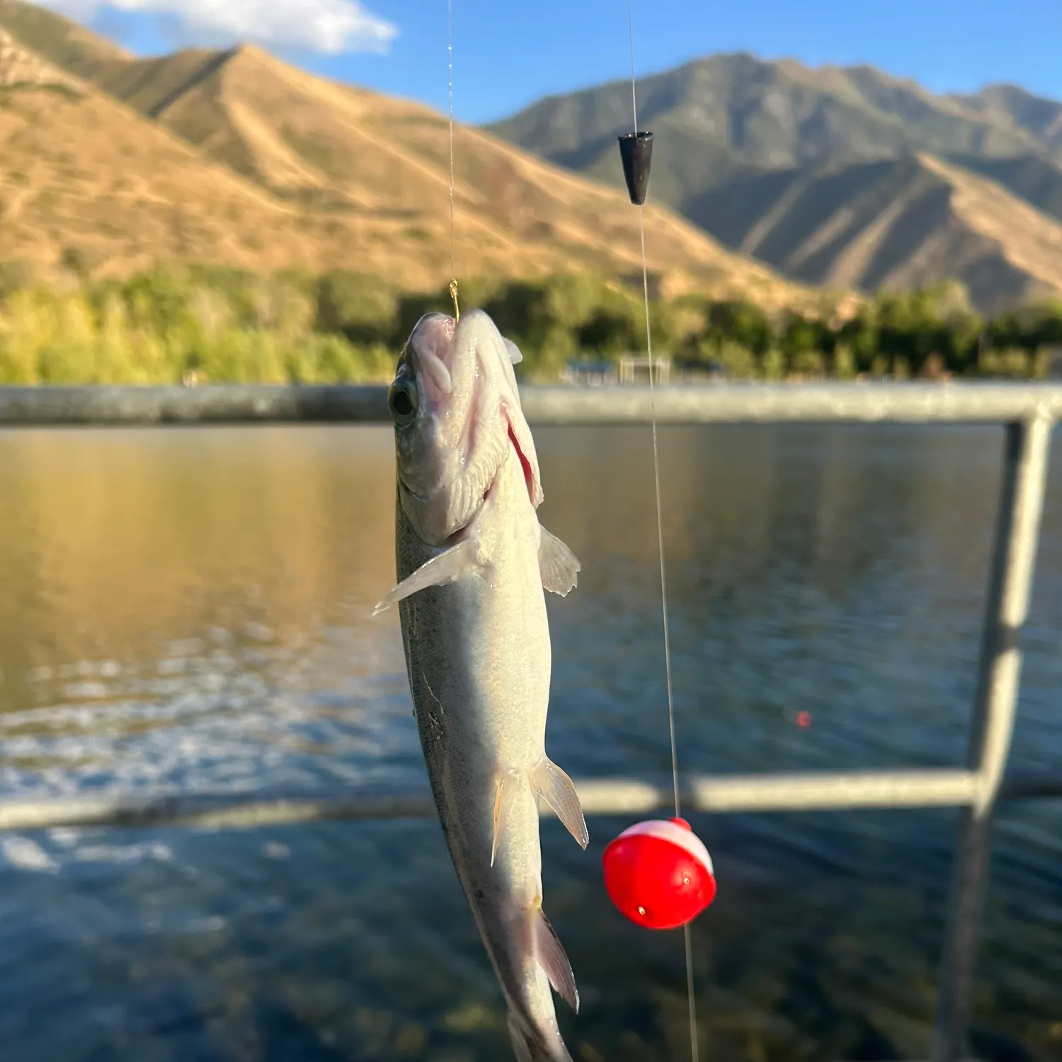 Rainbow trout caught on Fishbrain