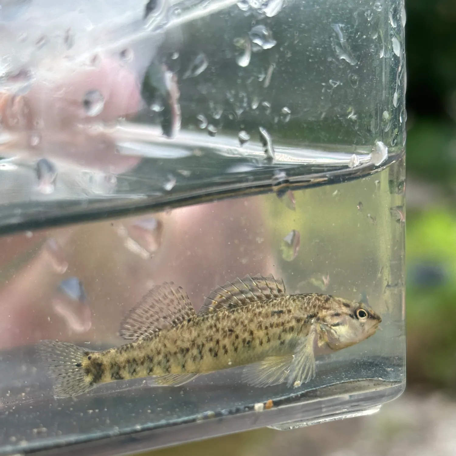 The most recent Rainbow darter catches on Fishbrain