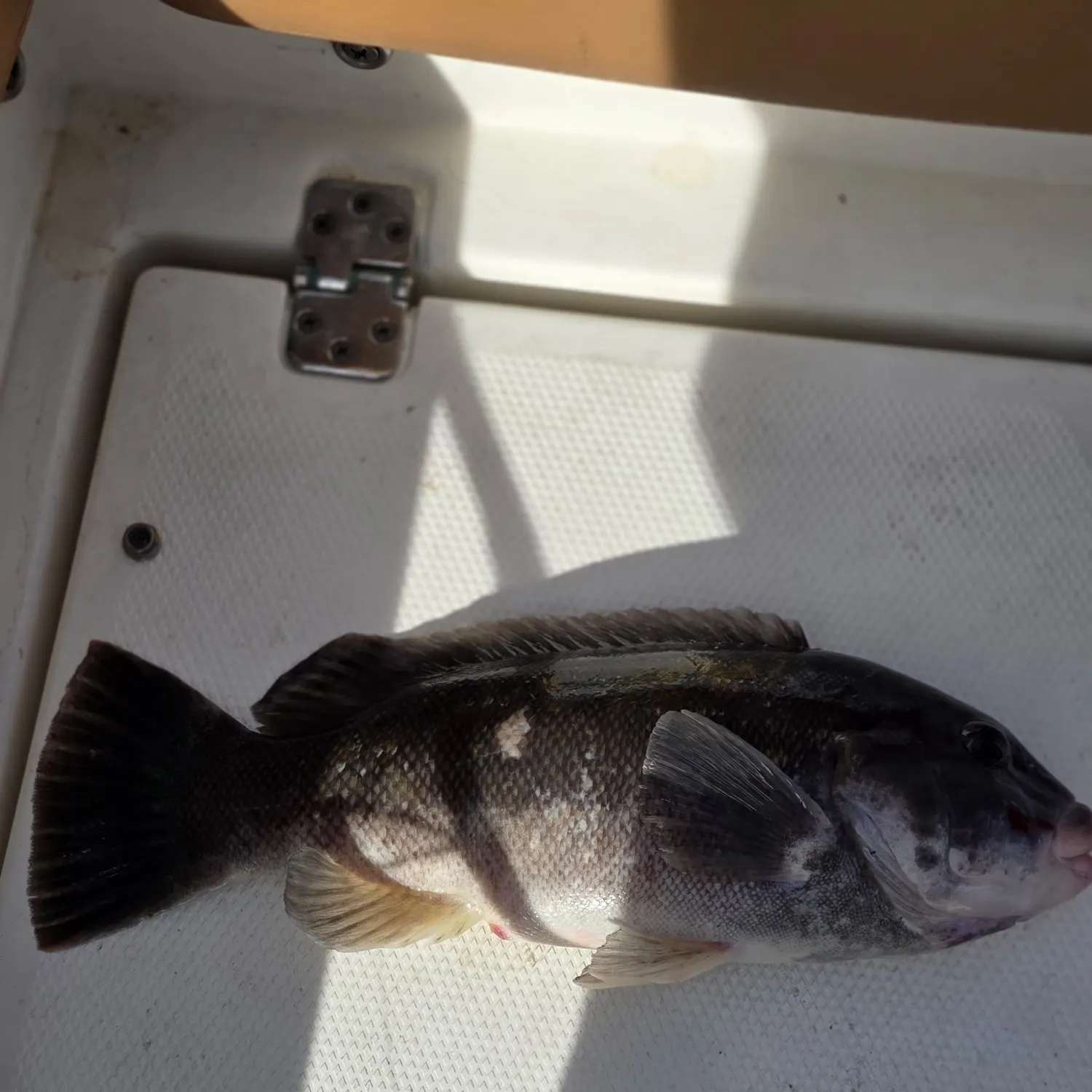 Tautog caught on Fishbrain