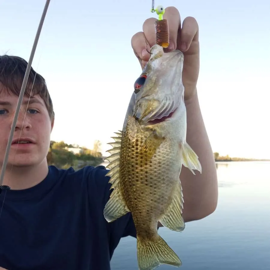 The most recent Rock bass catches on Fishbrain