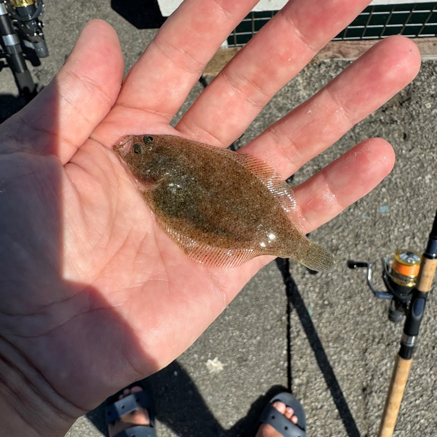 The most recent Speckled sanddab catches on Fishbrain