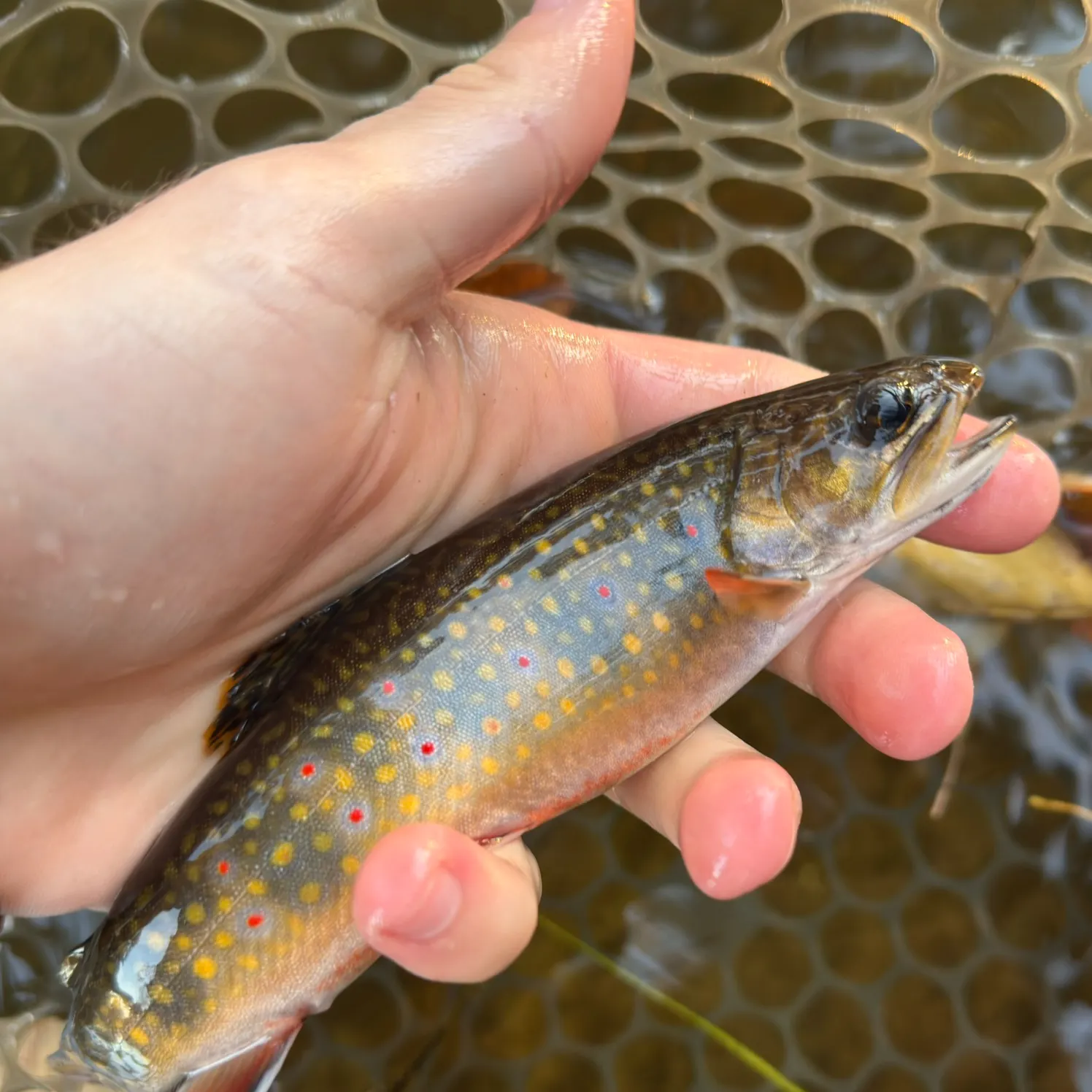 Brook trout caught on Fishbrain
