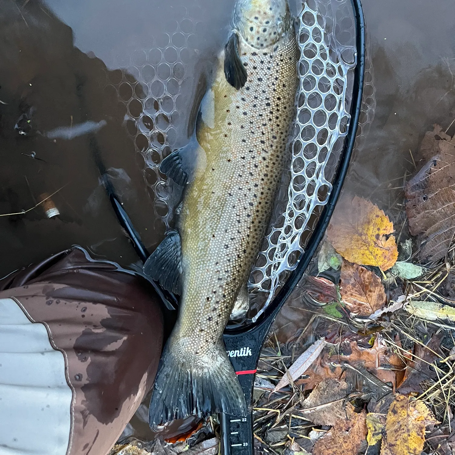 The most recent Seeforellen trout catches on Fishbrain