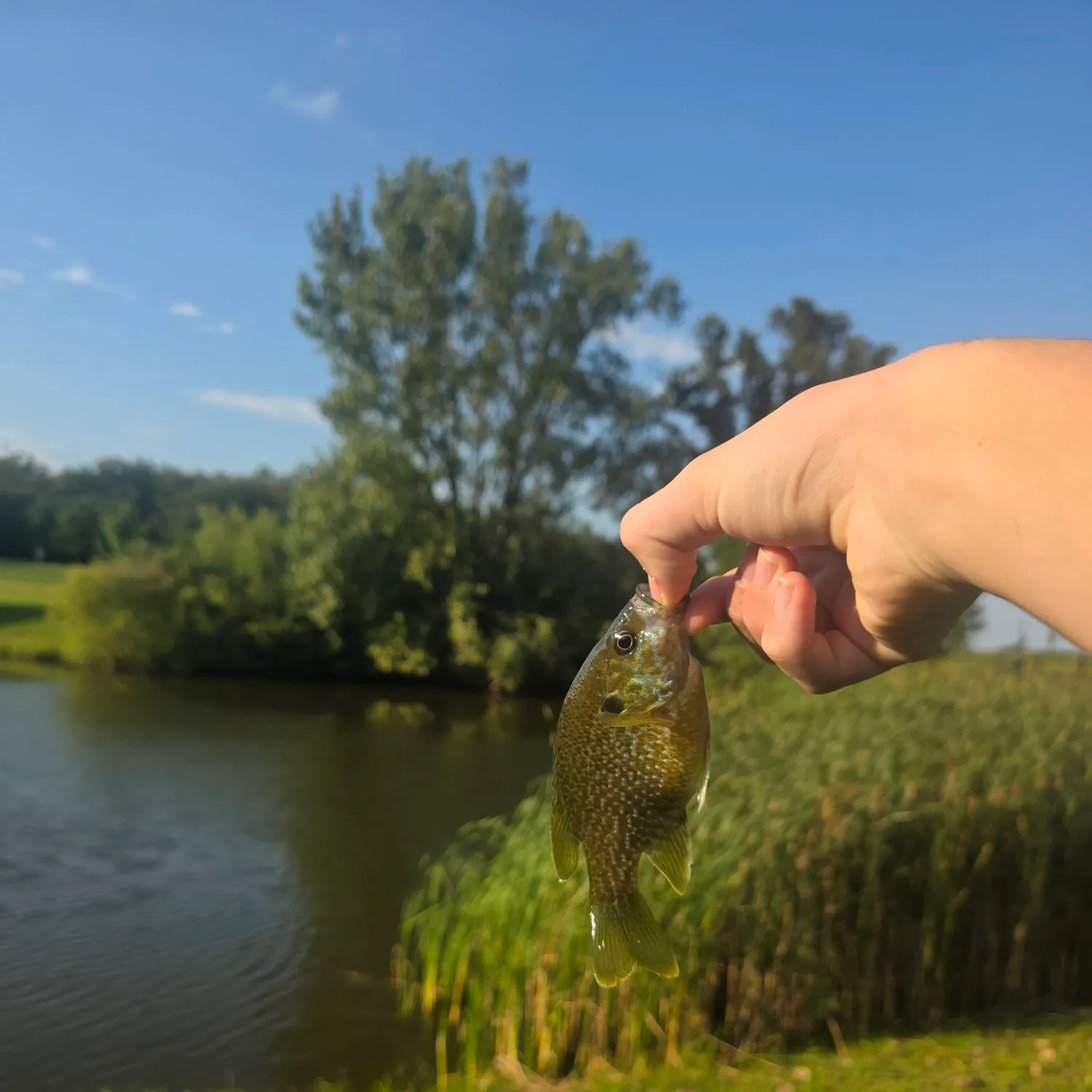 Bluegill caught on Fishbrain