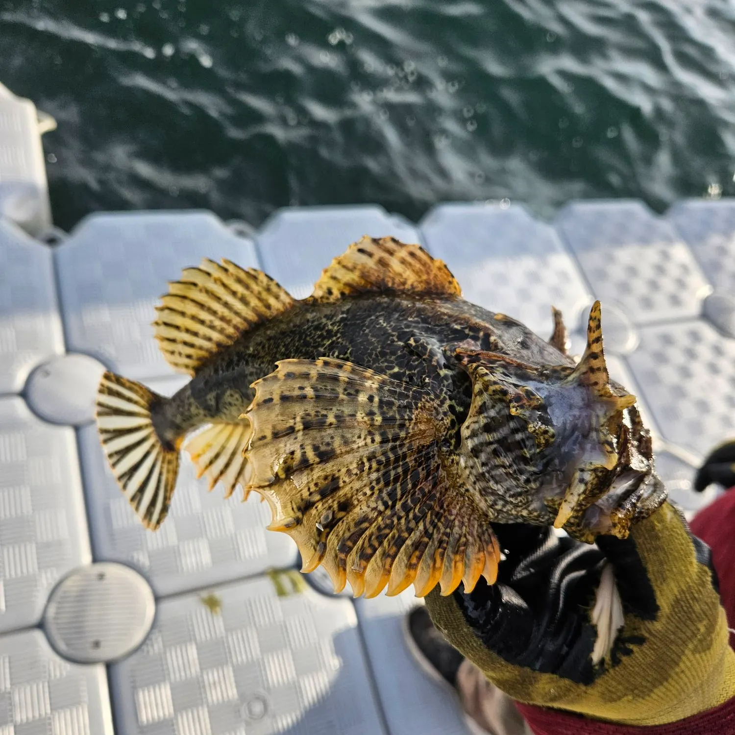 The most recent Buffalo sculpin catches on Fishbrain