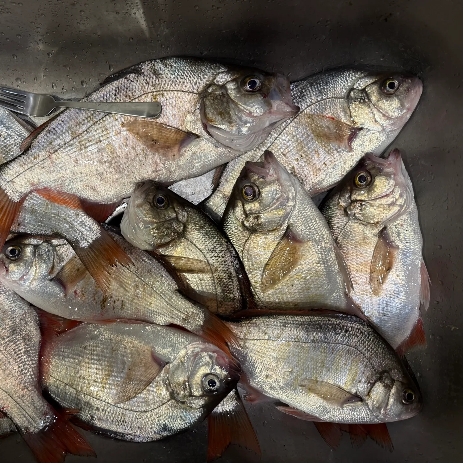 The most recent Redtail surfperch catches on Fishbrain