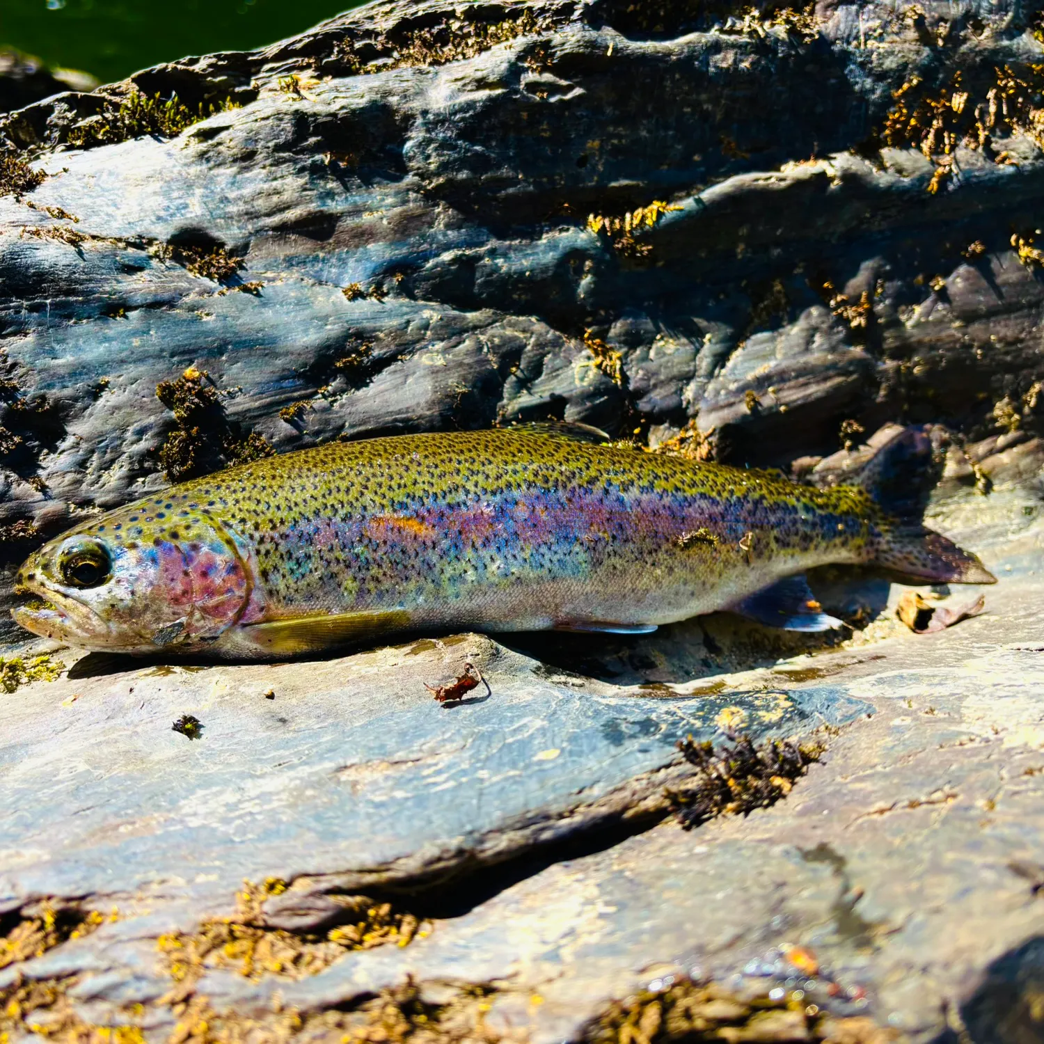 Rainbow trout caught on Fishbrain
