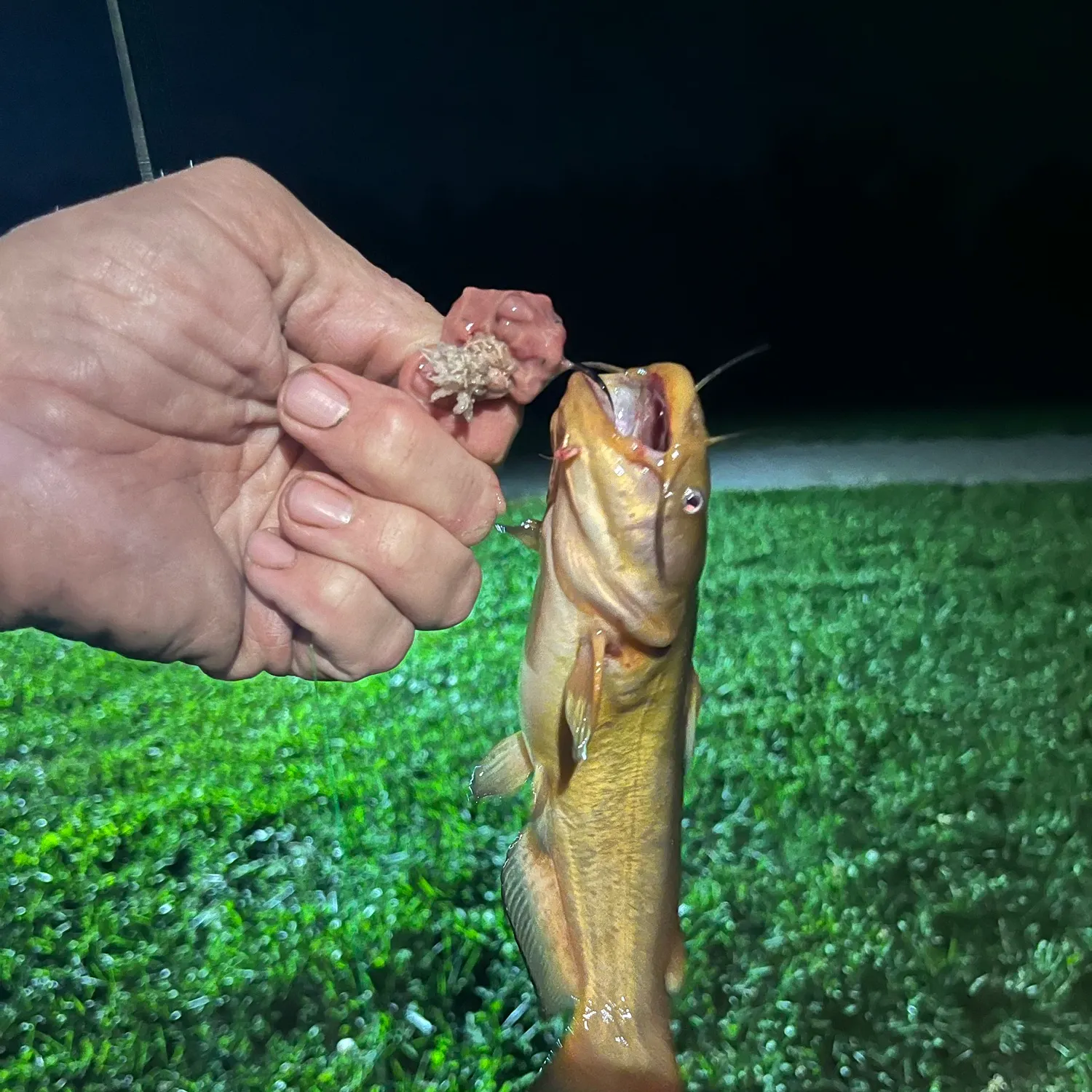 Yellow bullhead caught on Fishbrain