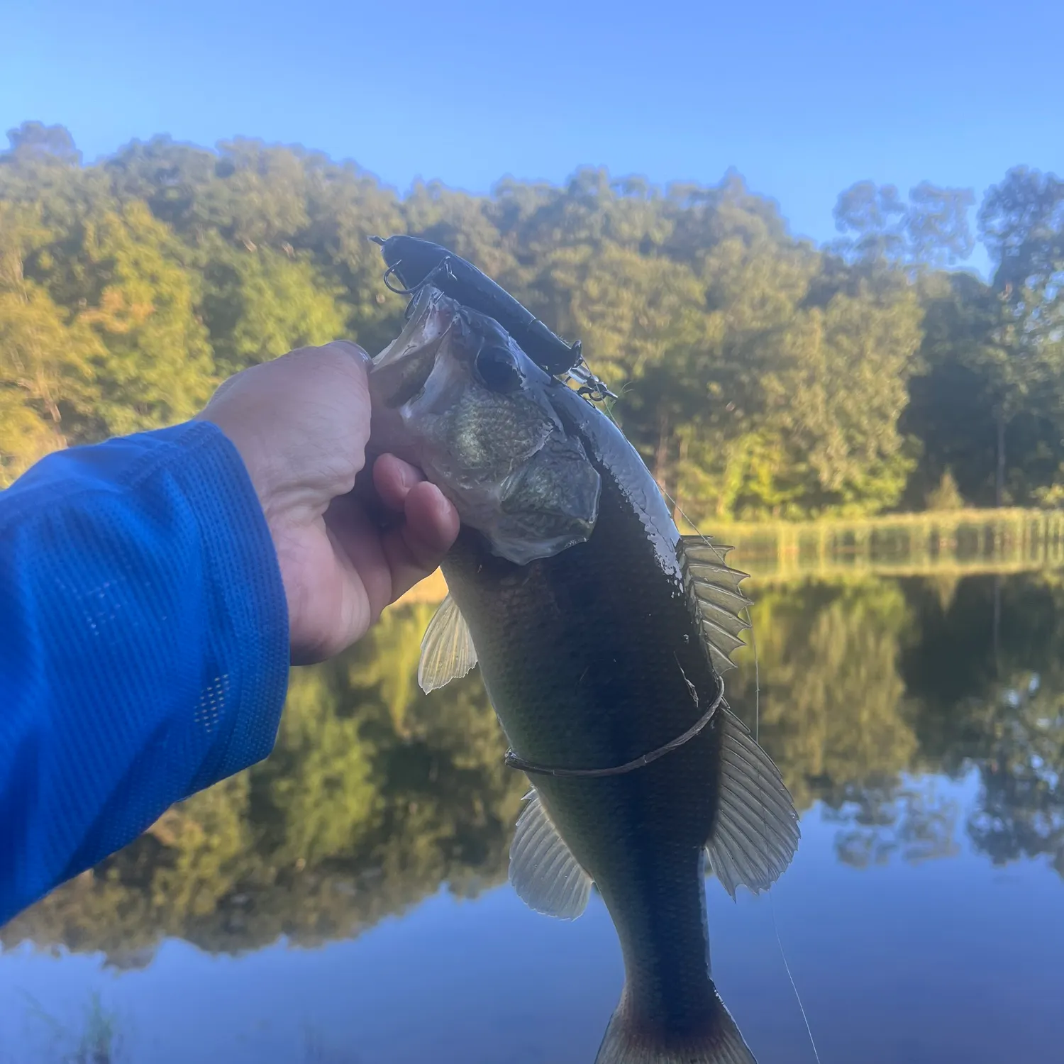 Largemouth bass caught on Fishbrain