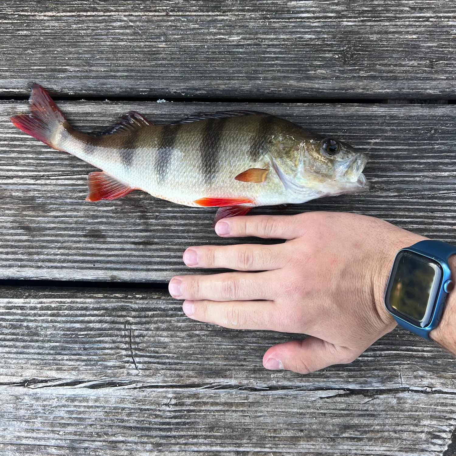 European perch caught on Fishbrain